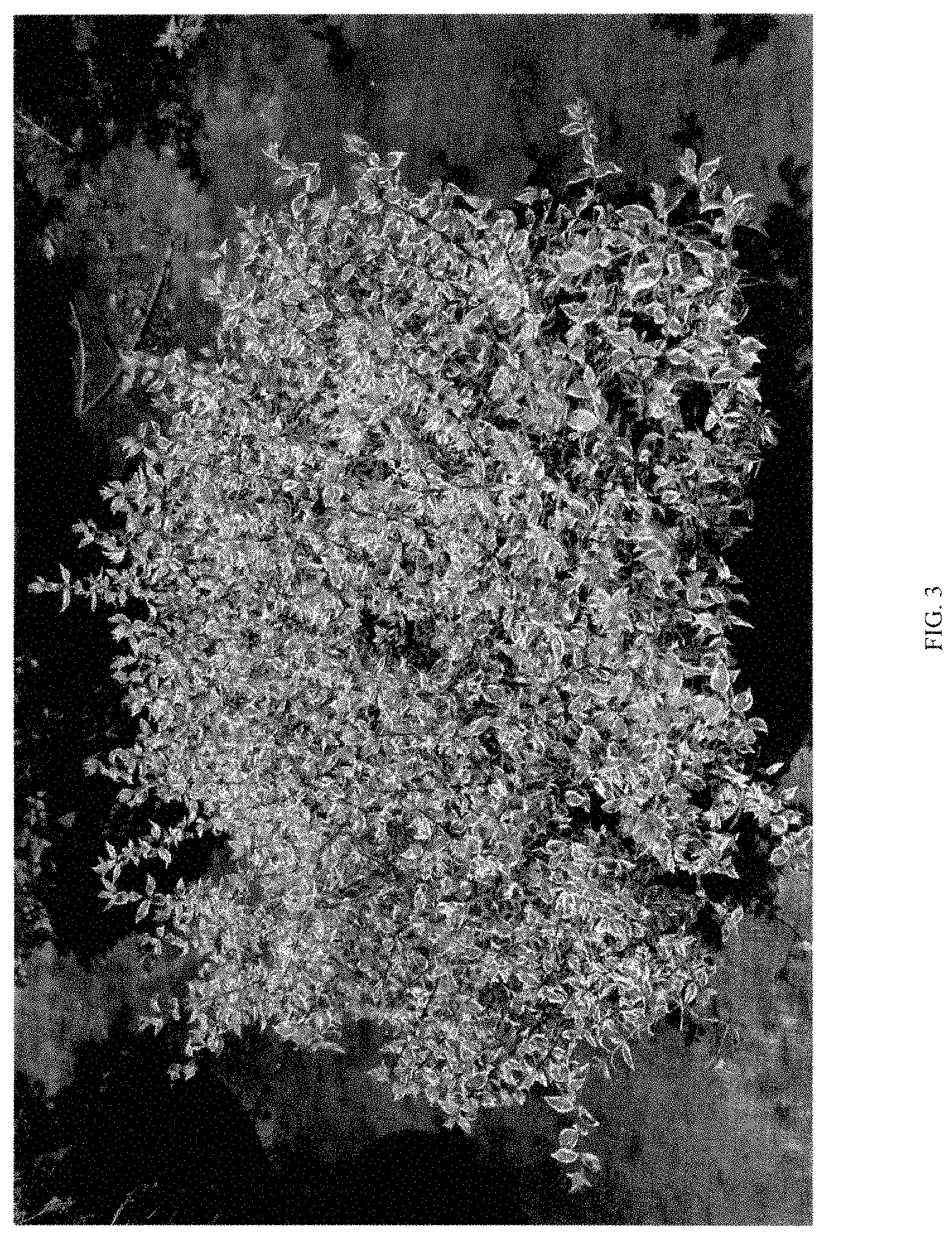 Patent USPP035470 Figure 3 – Abelia plant named ‘ABLR-PII’