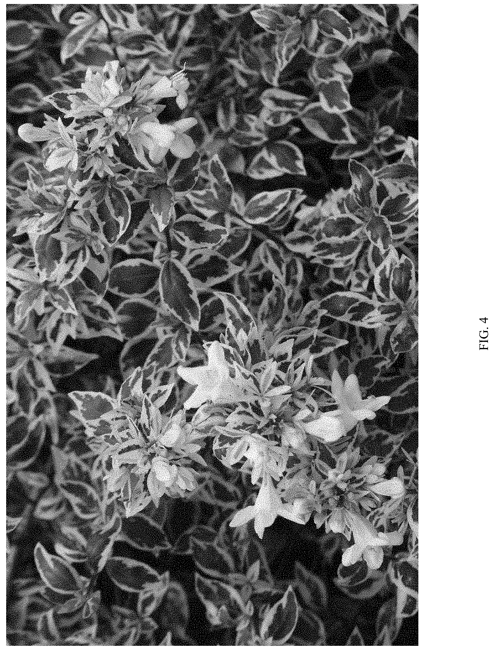 Patent USPP035470 Figure 4 – Abelia plant named ‘ABLR-PII’