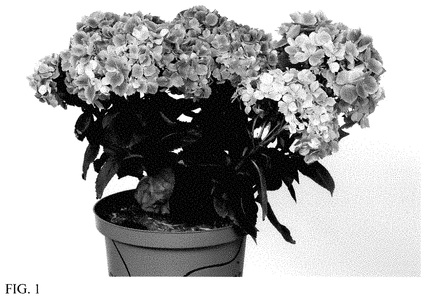 Patent USPP035471 Figure 1 – Hydrangea plant named ‘HORE1602’