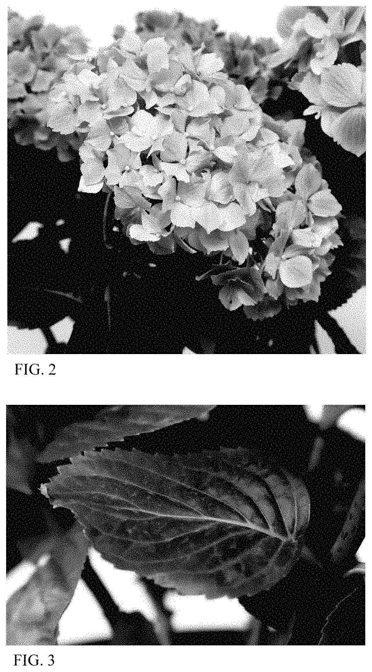 Patent USPP035471 Figure 2 – Hydrangea plant named ‘HORE1602’