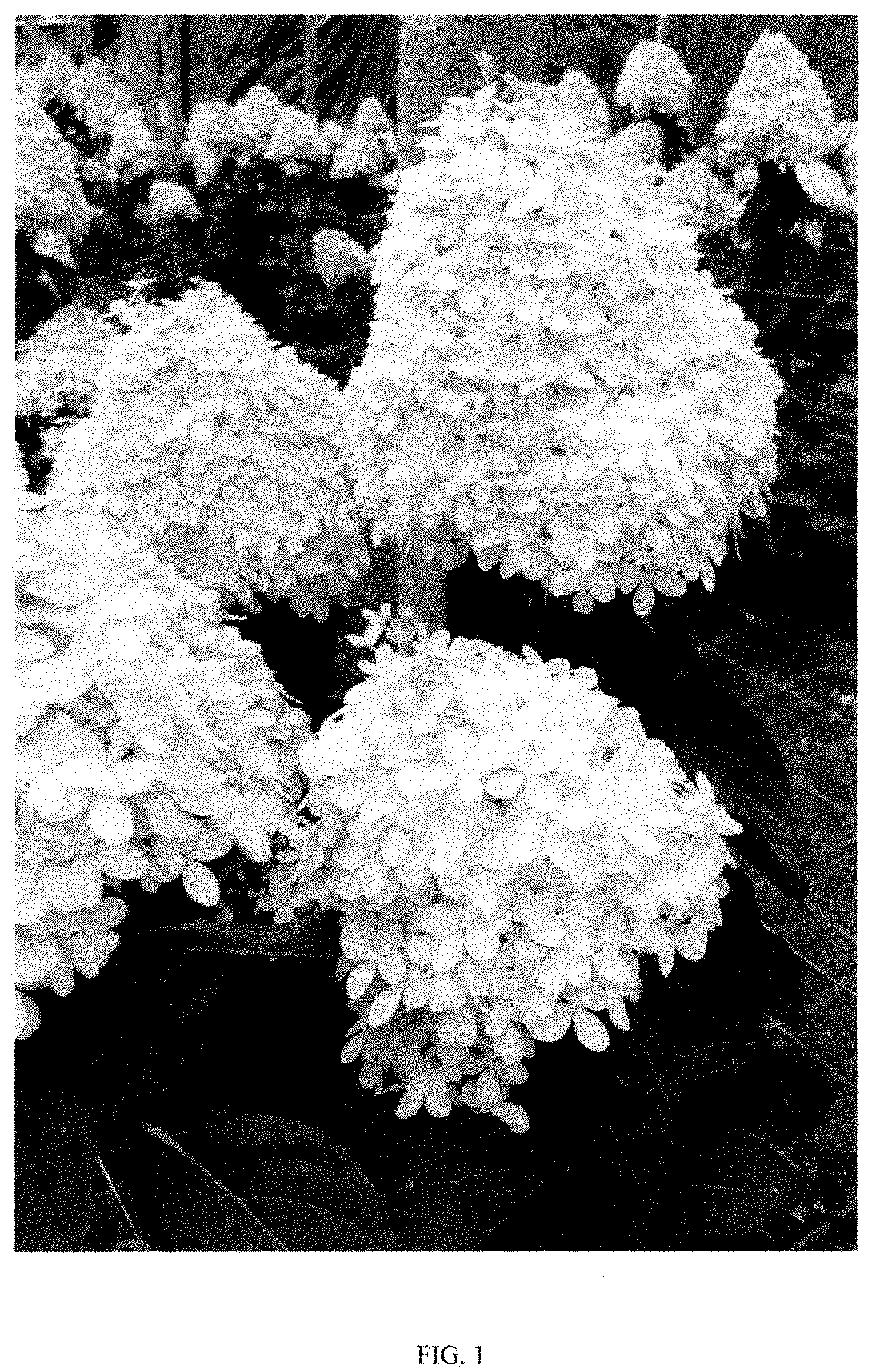 Patent USPP035472 Figure 1 – Hydrangea plant named ‘COUHAGIE’