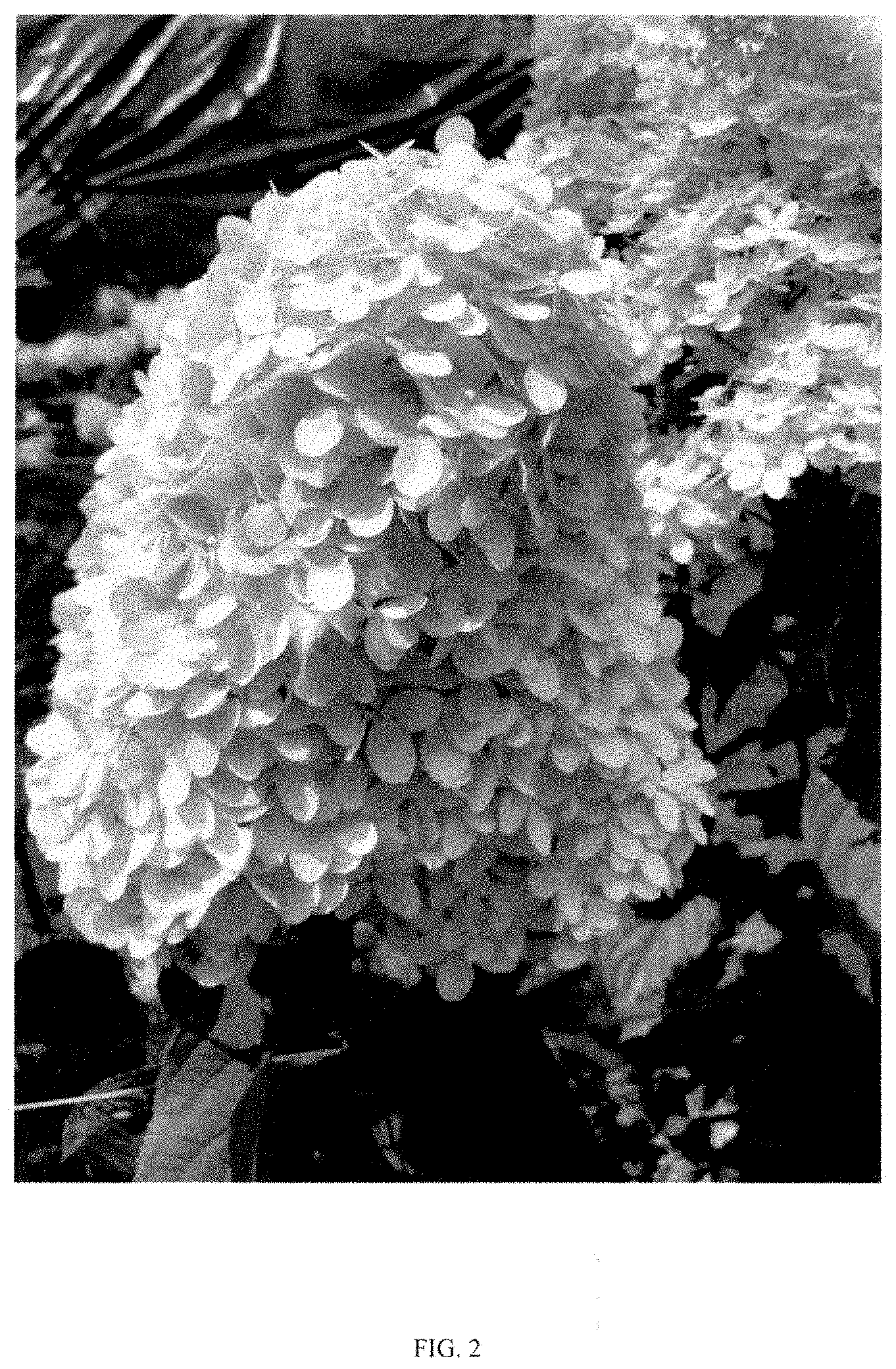 Patent USPP035472 Figure 2 – Hydrangea plant named ‘COUHAGIE’