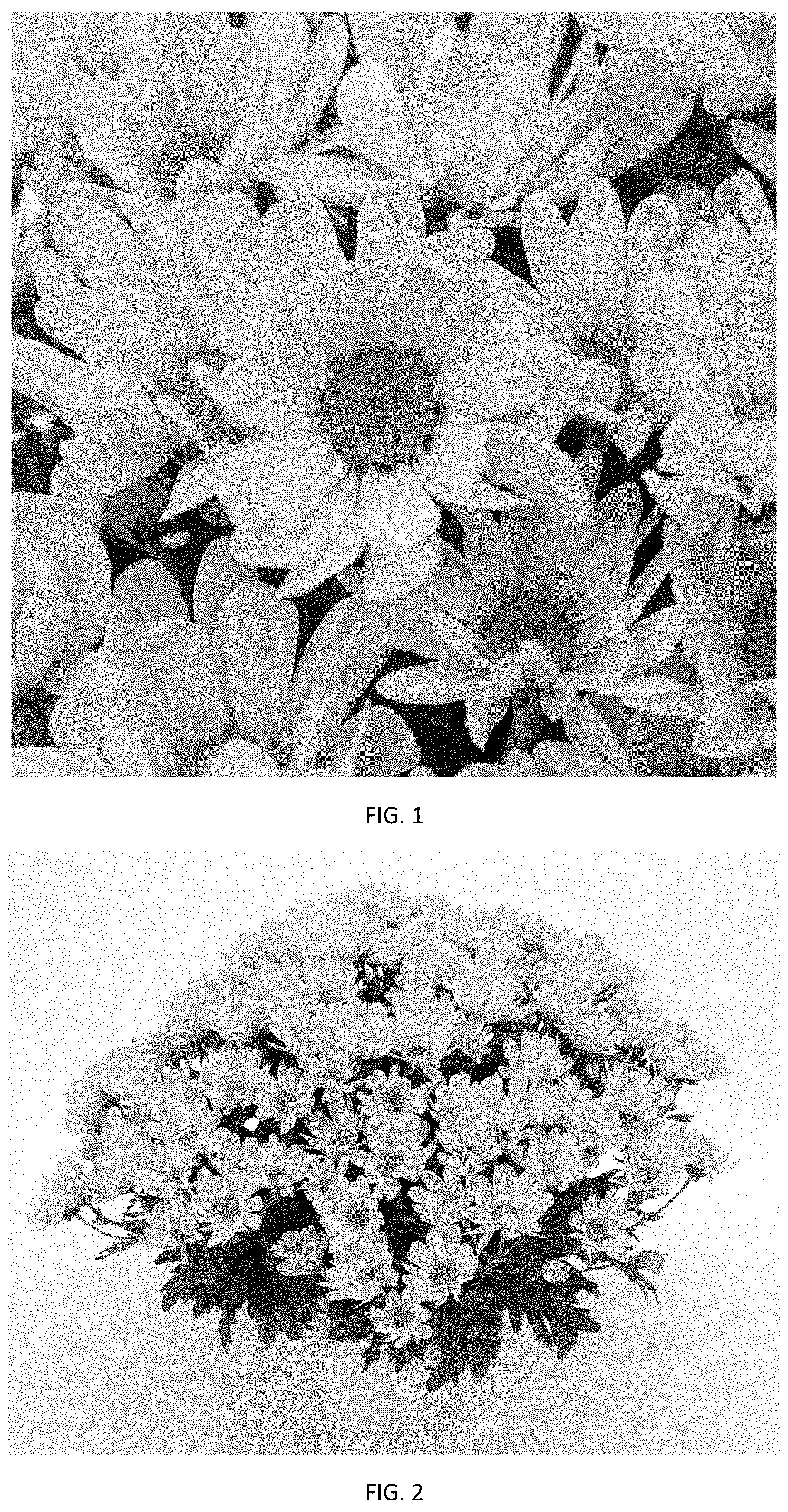 Patent USPP035474 Figure 1 – Chrysanthemum plant named ‘CIDZ0114’