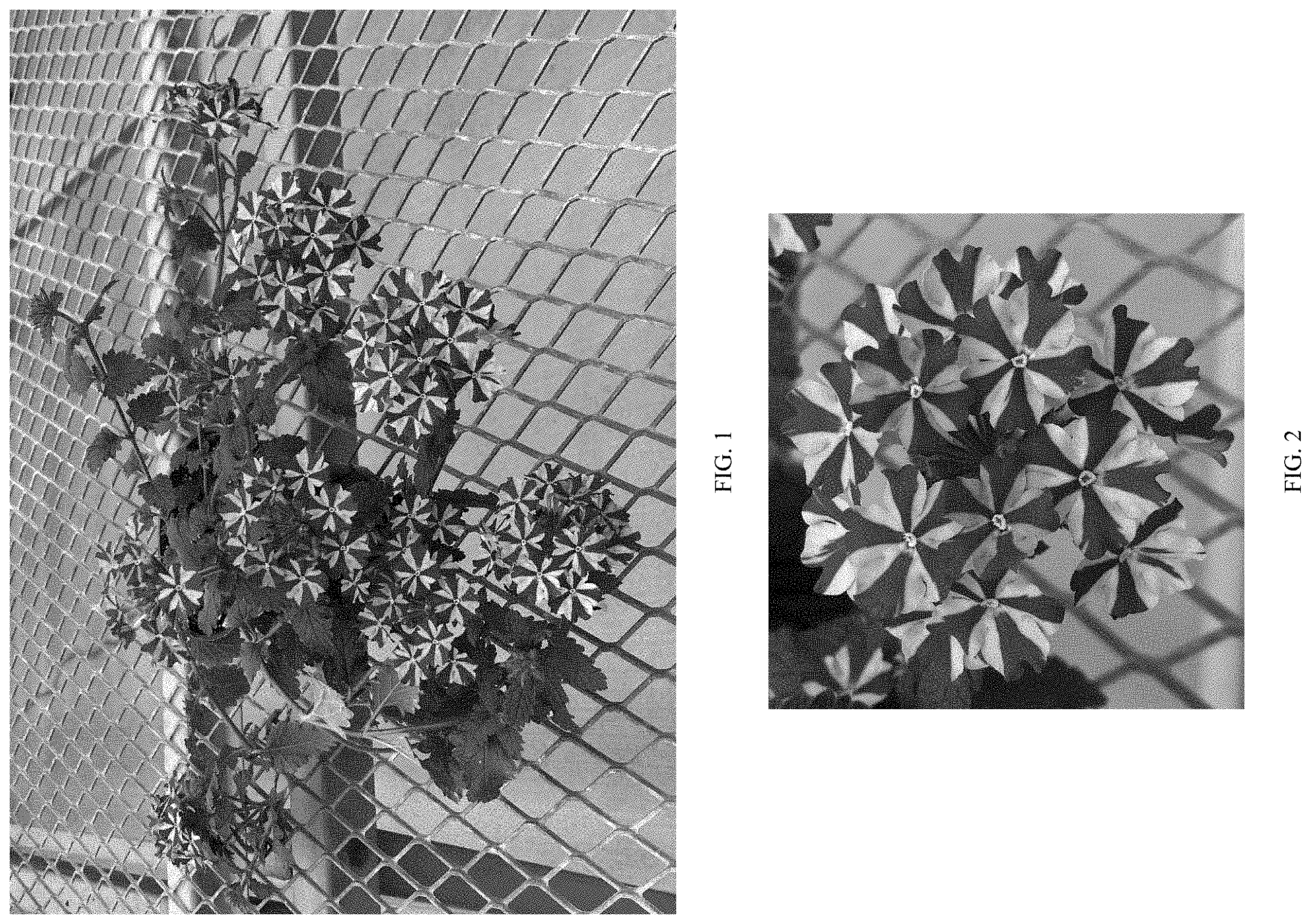 Patent USPP035475 Figure 1 – Verbena plant named ‘Balfiremint’