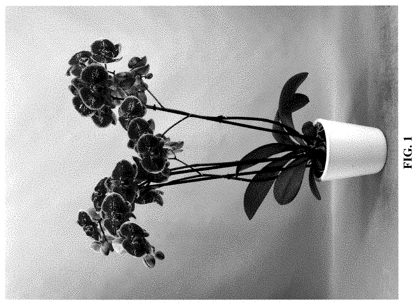 Patent USPP035476 Figure 1 – Phalaenopsis orchid plant named ‘PHA632612’