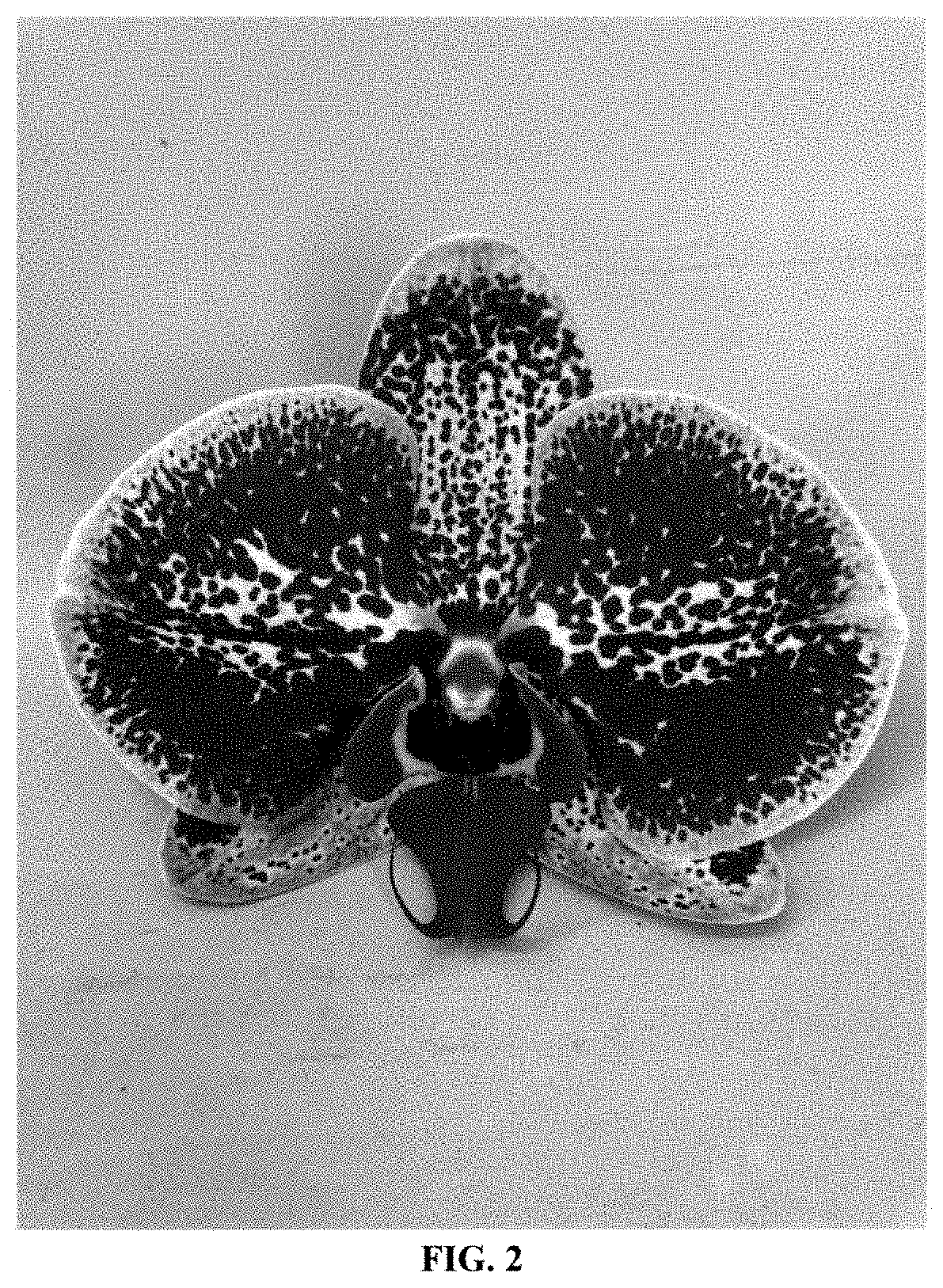 Patent USPP035476 Figure 2 – Phalaenopsis orchid plant named ‘PHA632612’