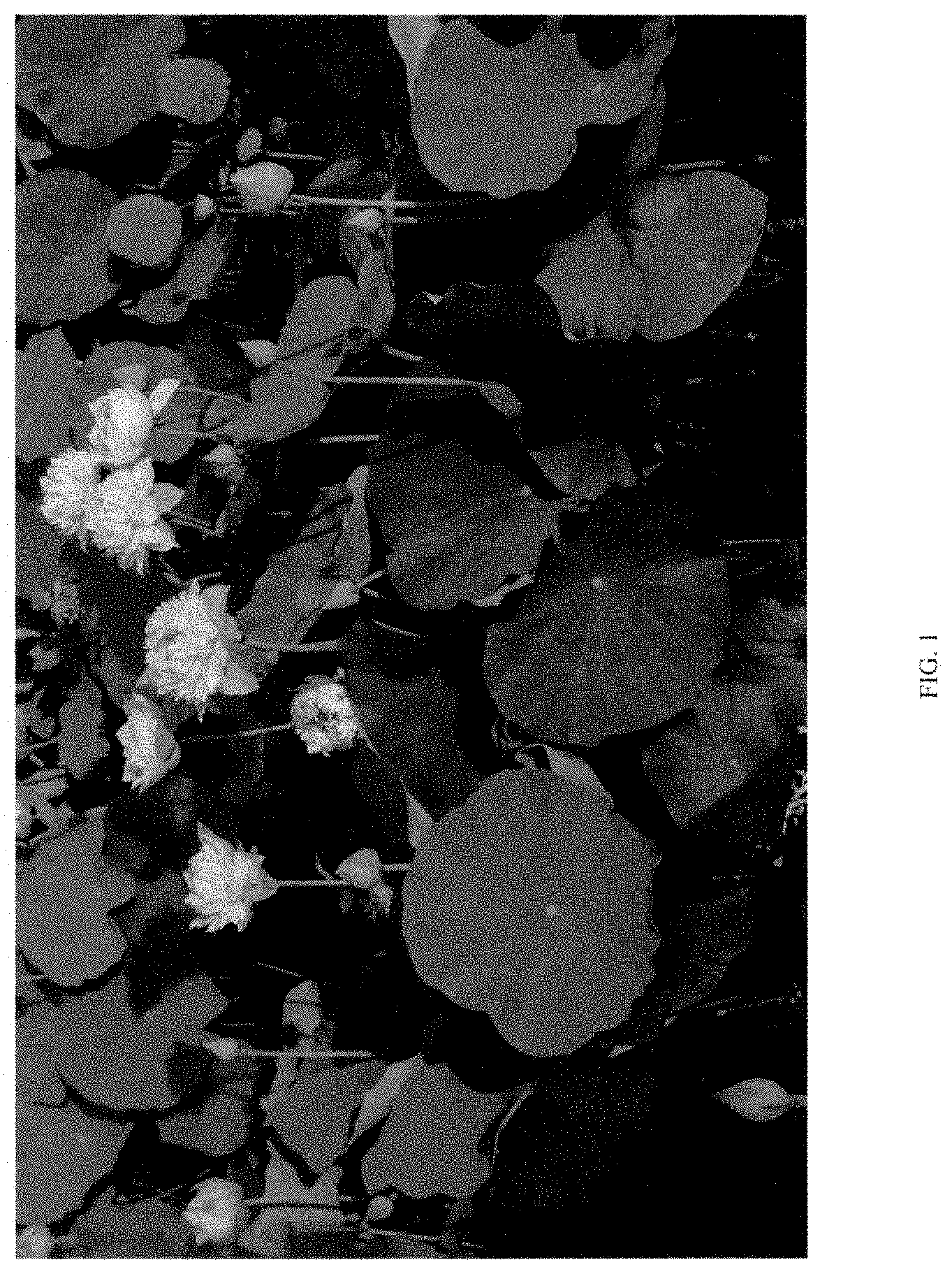 Patent USPP035477 Figure 1 – Nelumbo plant named ‘QINHUAI CHENWU’