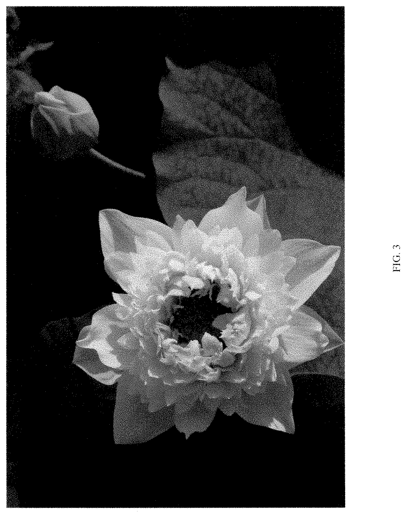 Patent USPP035477 Figure 3 – Nelumbo plant named ‘QINHUAI CHENWU’