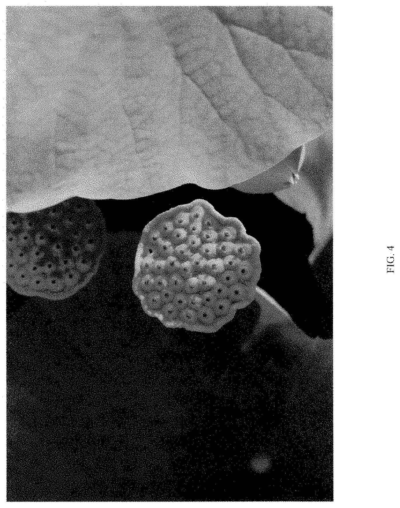 Patent USPP035477 Figure 4 – Nelumbo plant named ‘QINHUAI CHENWU’