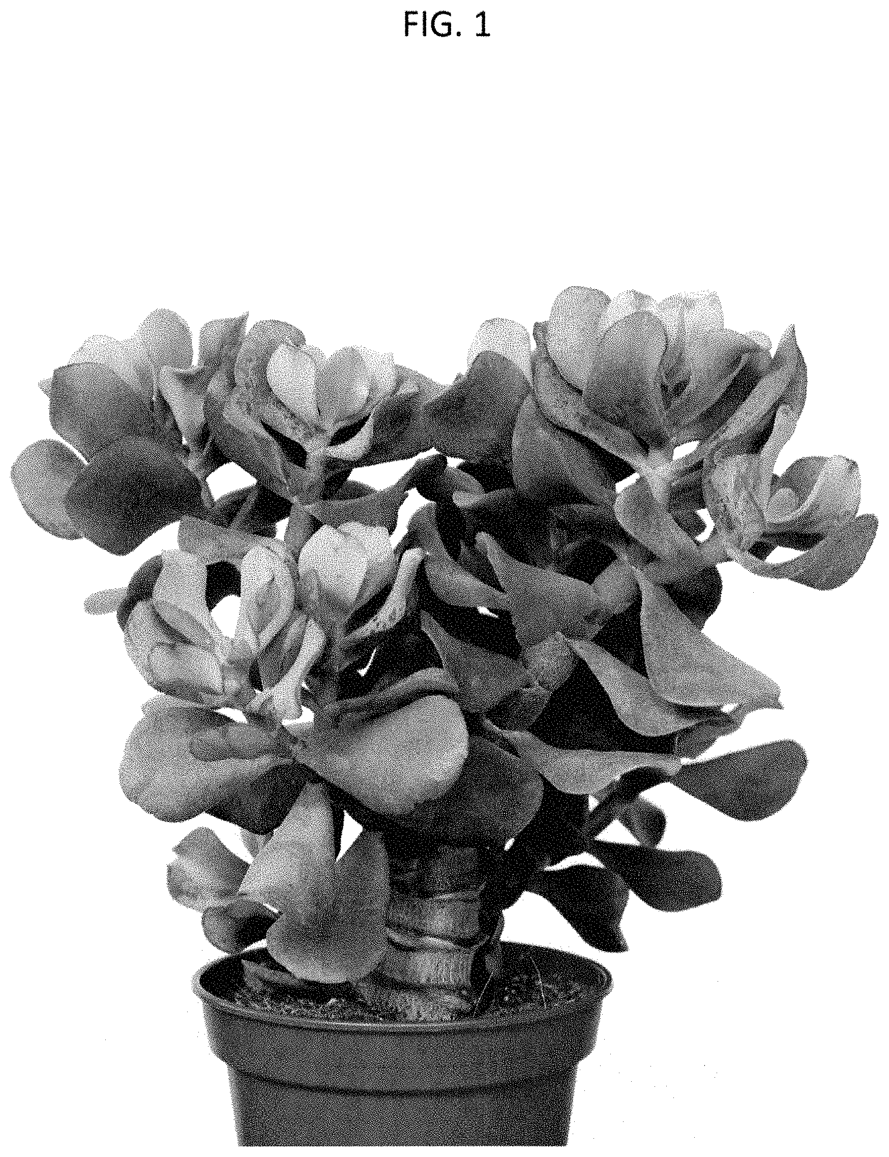 Patent USPP035478 Figure 1 – Crassula plant named ‘OVWOODS05’