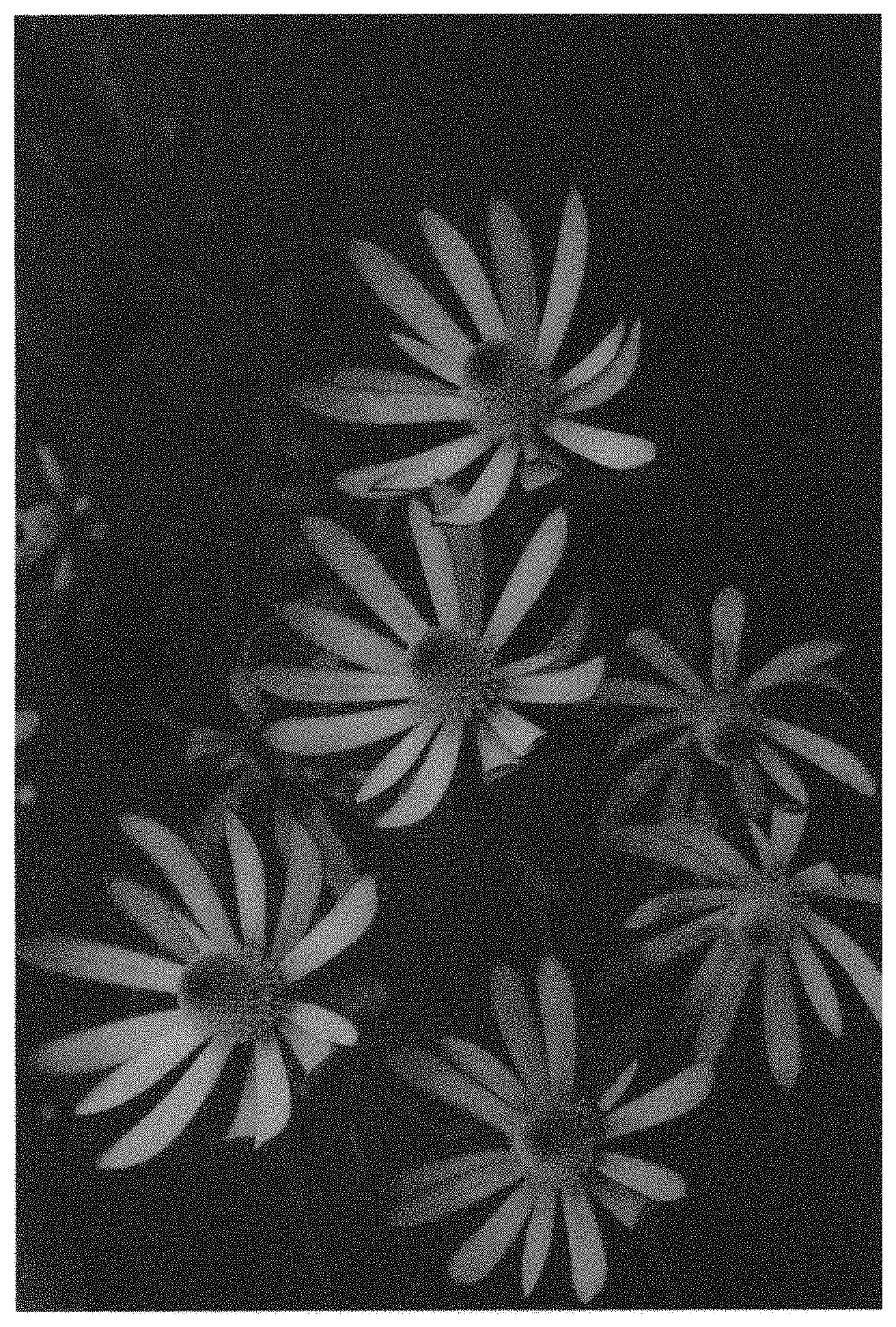 Patent USPP035479 Figure 1 – Leucadendron plant named ‘AFTERBURNER’