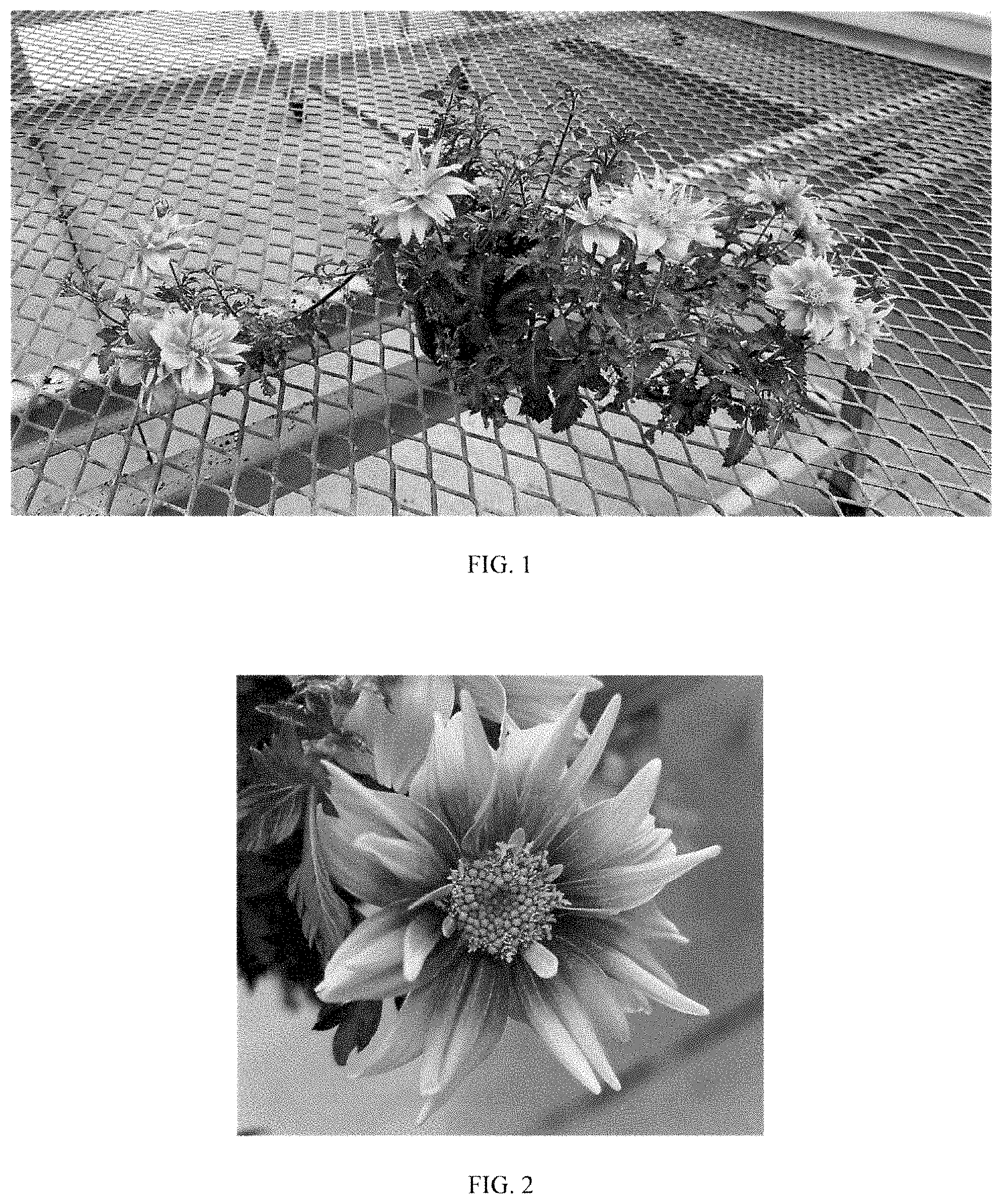 Patent USPP035480 — Bidens plant named ‘Balbidbador’ — Figure 1