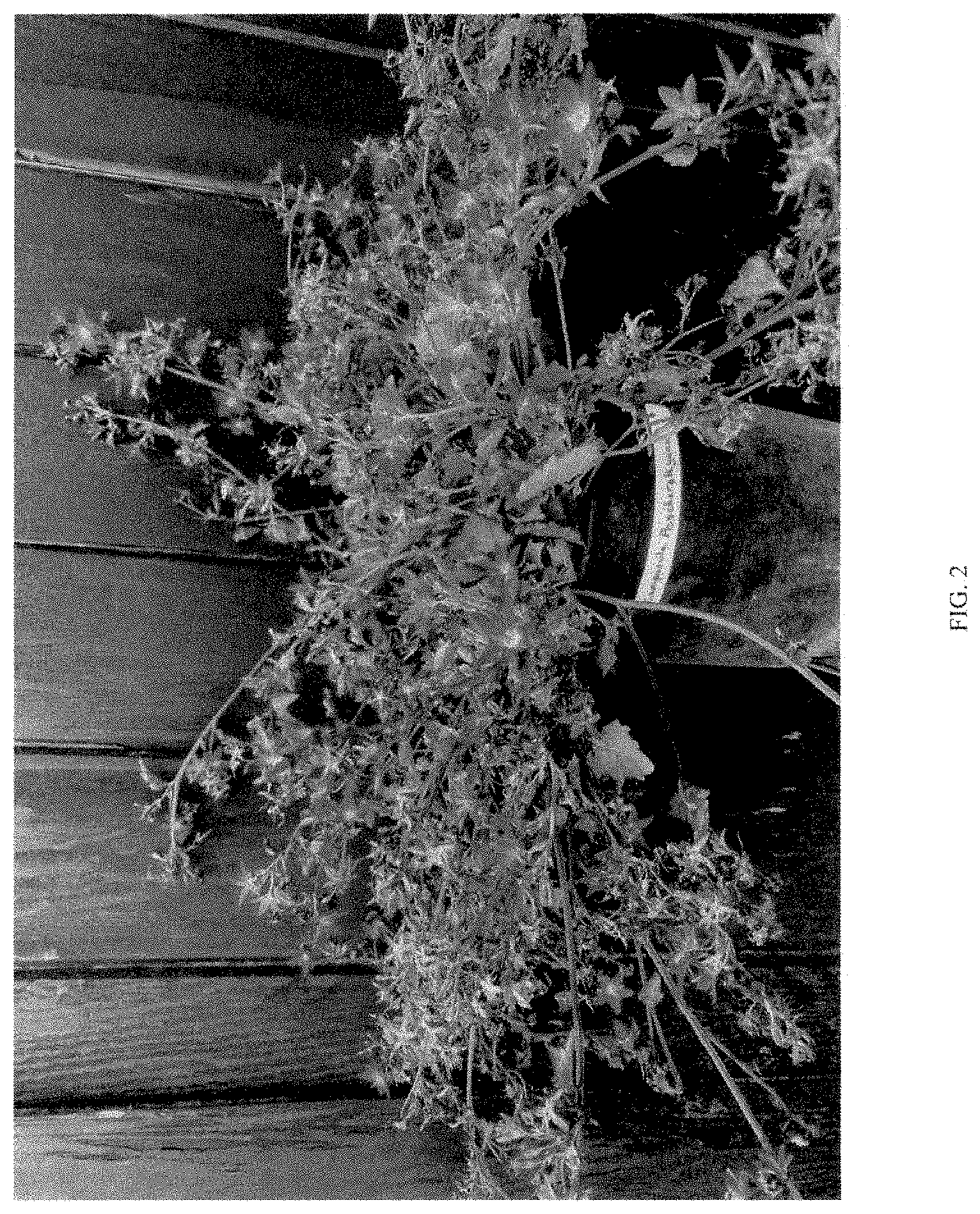 Patent USPP035481 Figure 2 – Campanula plant named ‘Purple Fountain’