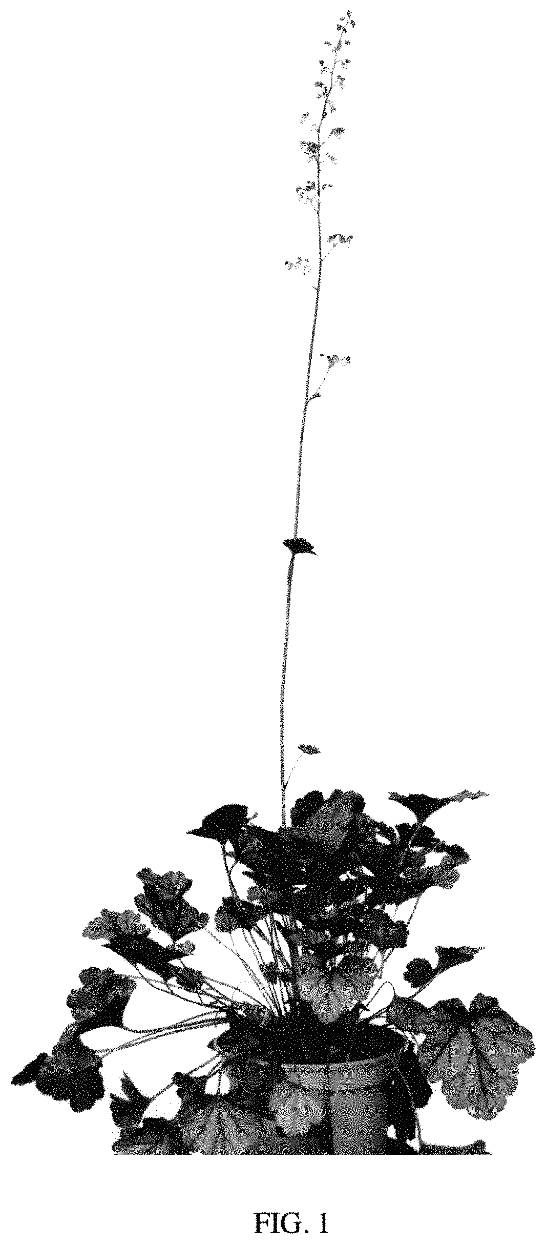 Patent USPP035482 Figure 1 – Heuchera plant named ‘PP2020’