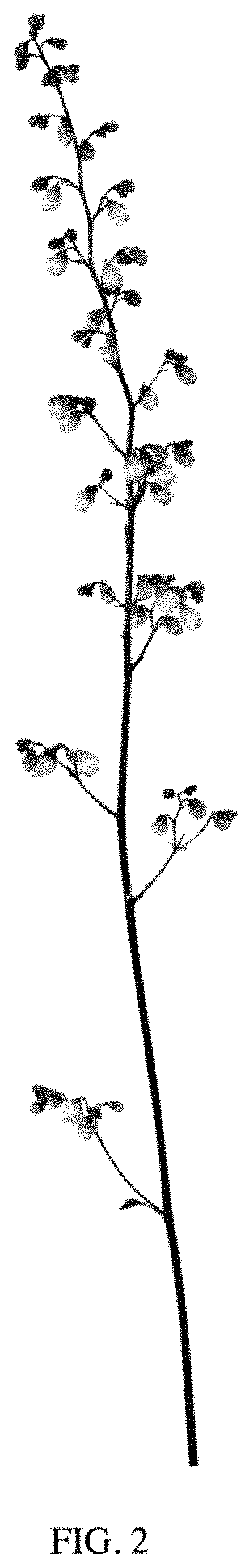Patent USPP035482 Figure 2 – Heuchera plant named ‘PP2020’