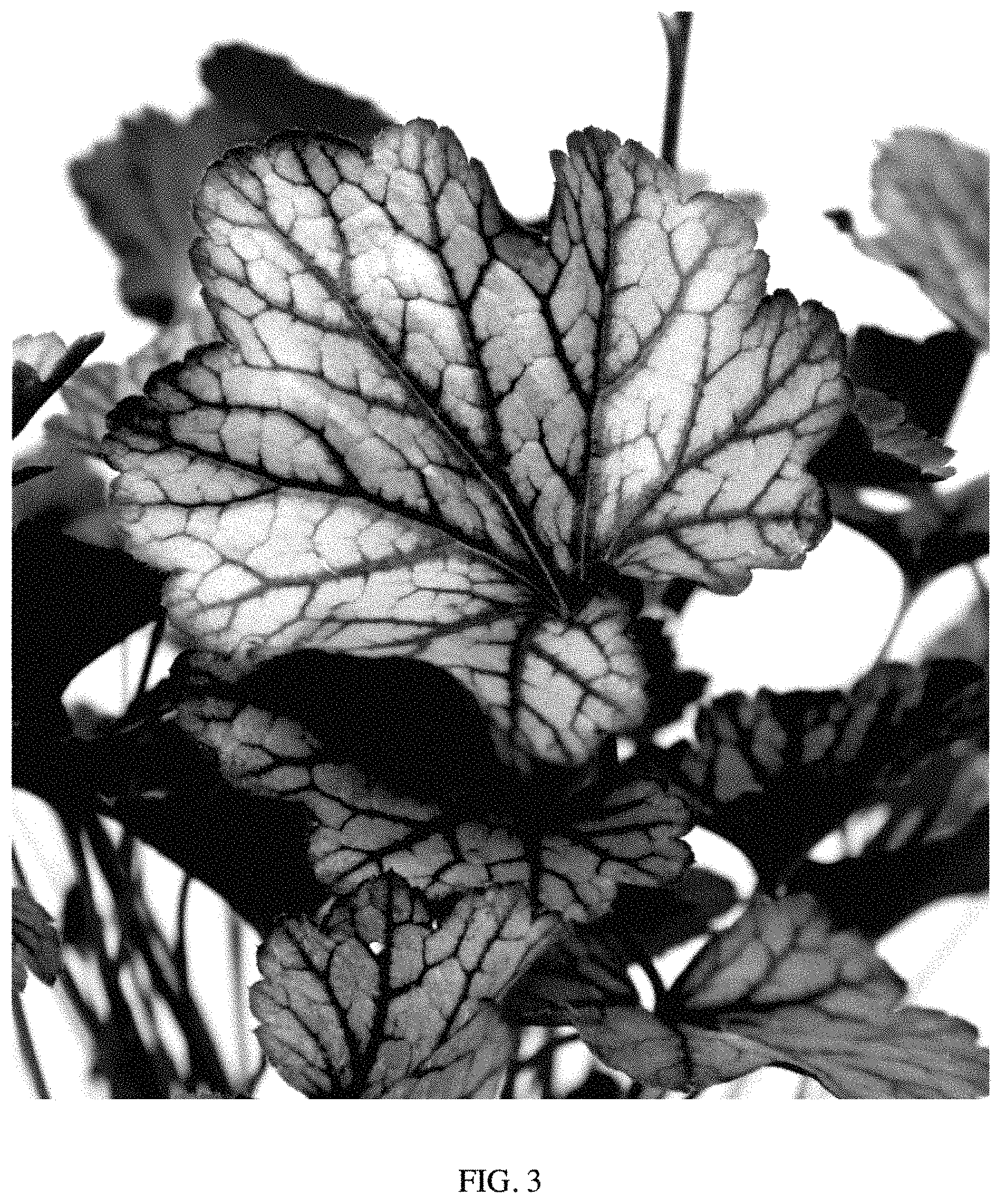 Patent USPP035482 Figure 3 – Heuchera plant named ‘PP2020’