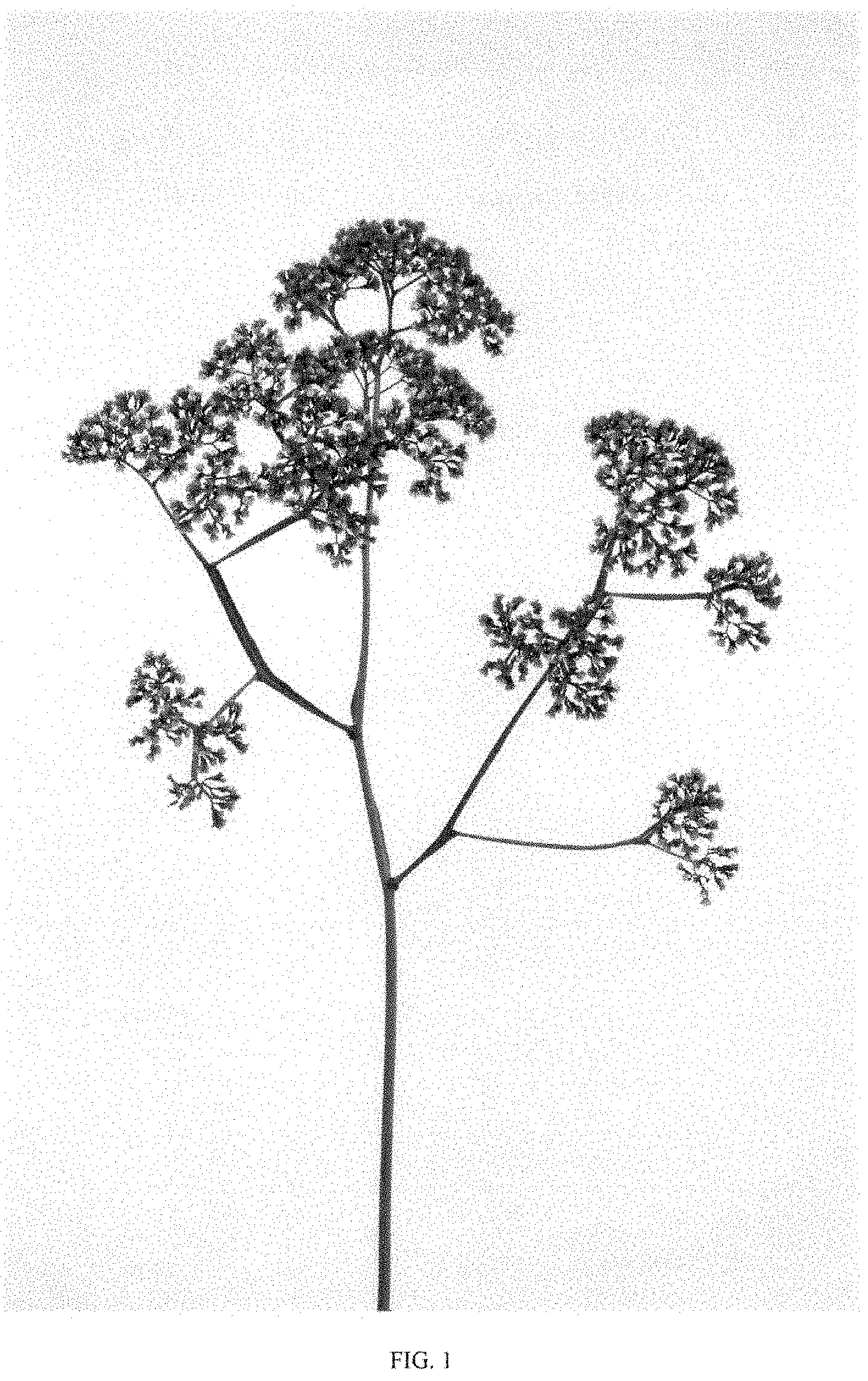 Patent USPP035483 Figure 1 – Limonium plant named ‘DANLIMECNT’