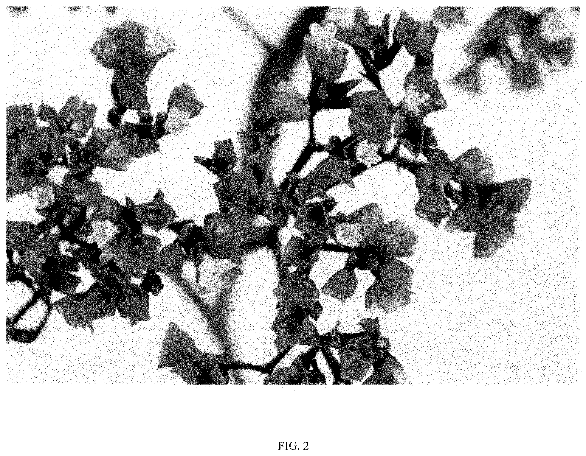 Patent USPP035483 Figure 2 – Limonium plant named ‘DANLIMECNT’