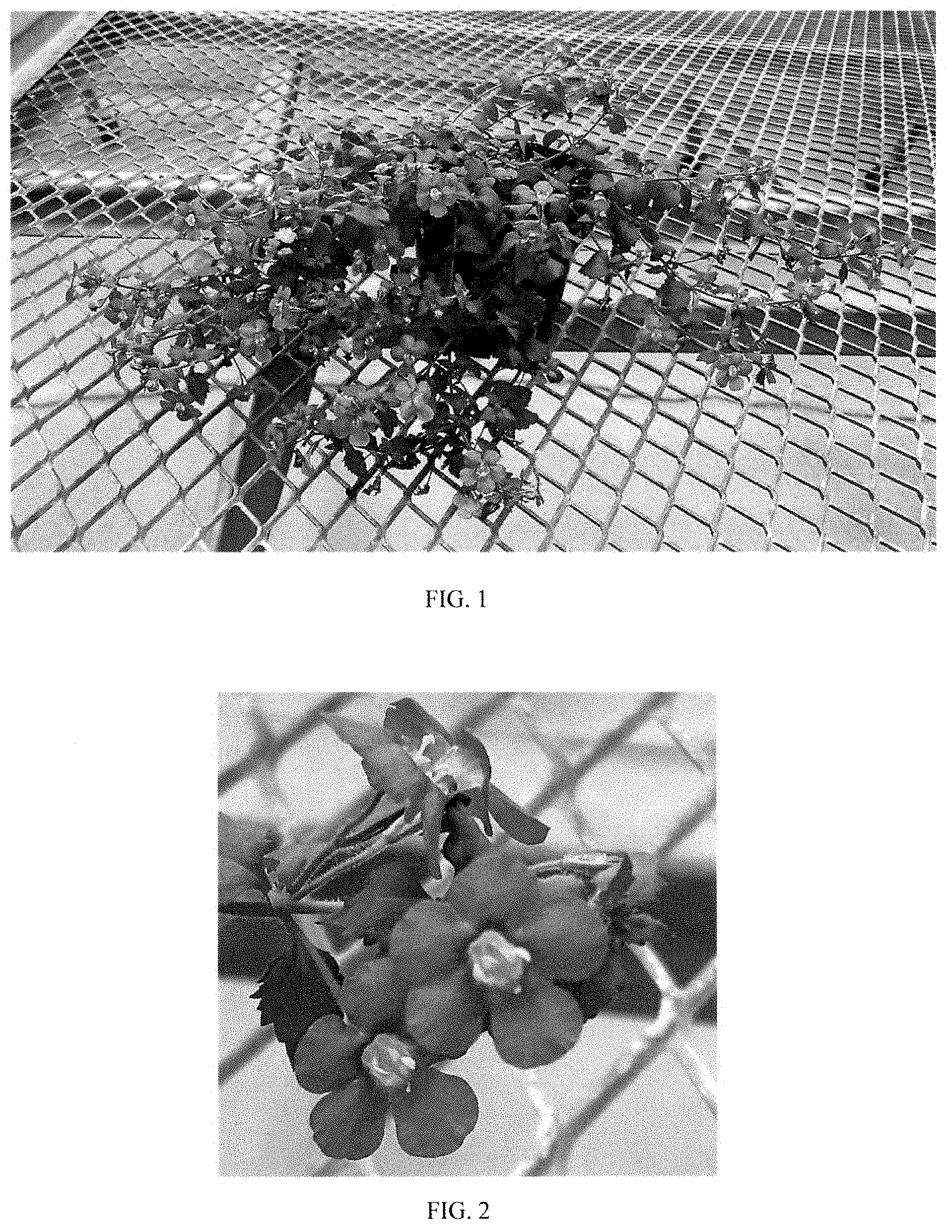 Patent USPP035484 Figure 1 – Sutera plant named ‘Balmecoplum’