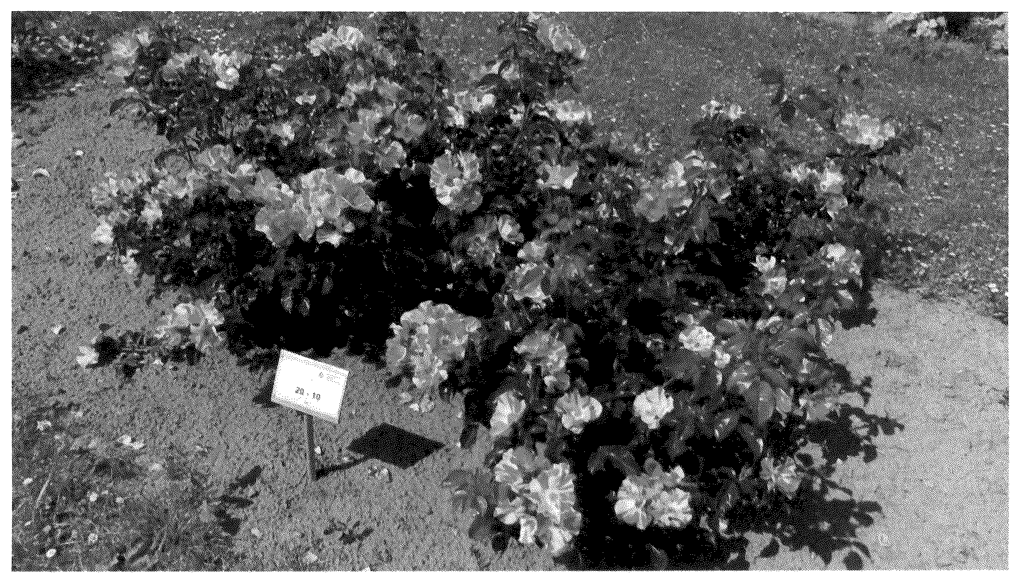 Patent USPP035550 Figure 1 – Floribunda rose plant named ‘KORnekcraz’