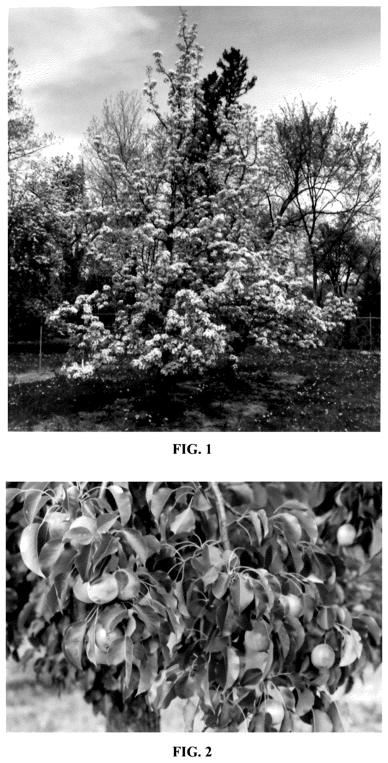 Patent USPP035551 — Pear tree named ‘MN121’ — Figure 1