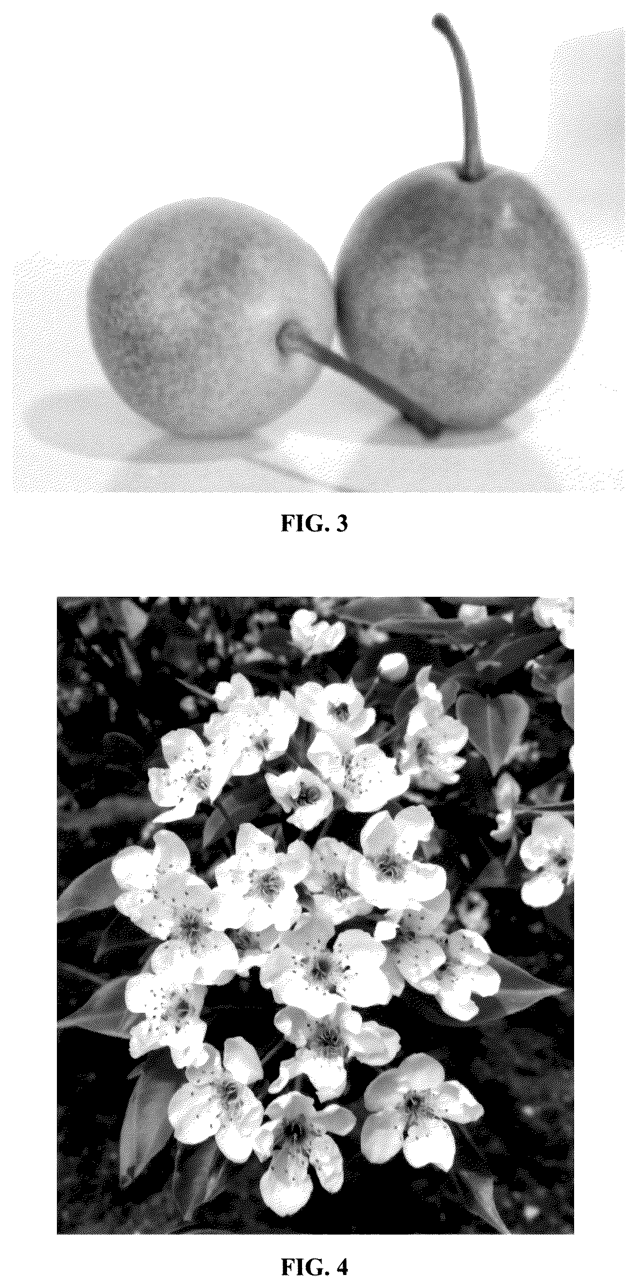 Patent USPP035551 Figure 2 – Pear tree named ‘MN121’