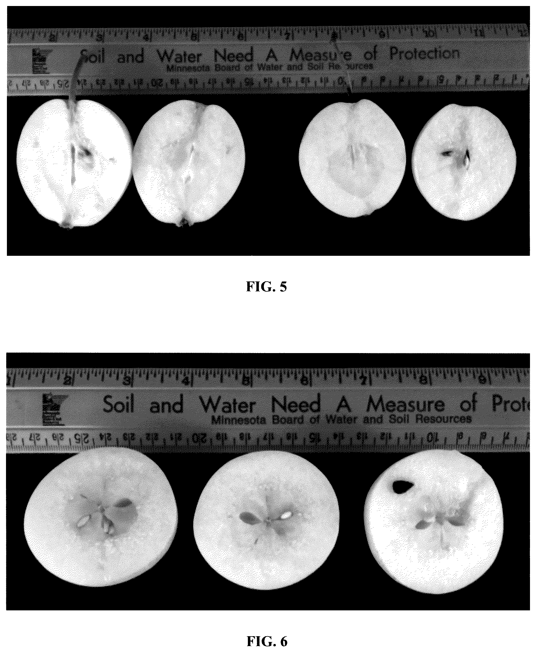 Patent USPP035551 Figure 3 – Pear tree named ‘MN121’