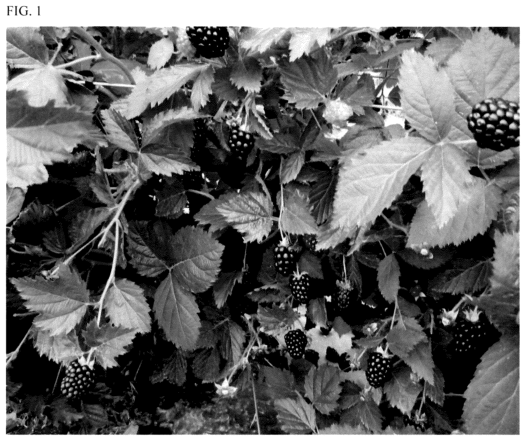 Patent USPP035552 Figure 1 – Blackberry plant named ‘APF-409T’