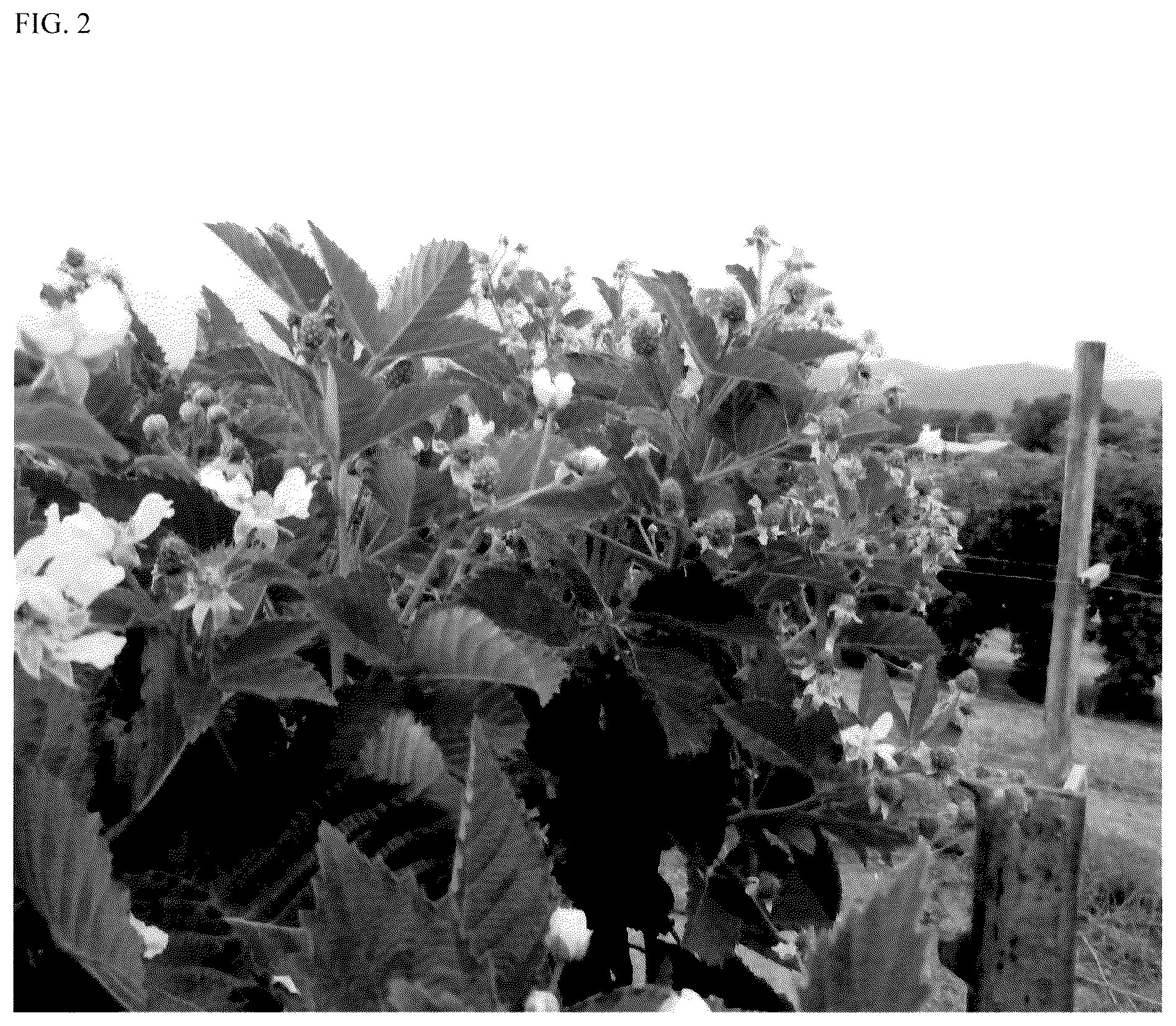 Patent USPP035552 Figure 2 – Blackberry plant named ‘APF-409T’