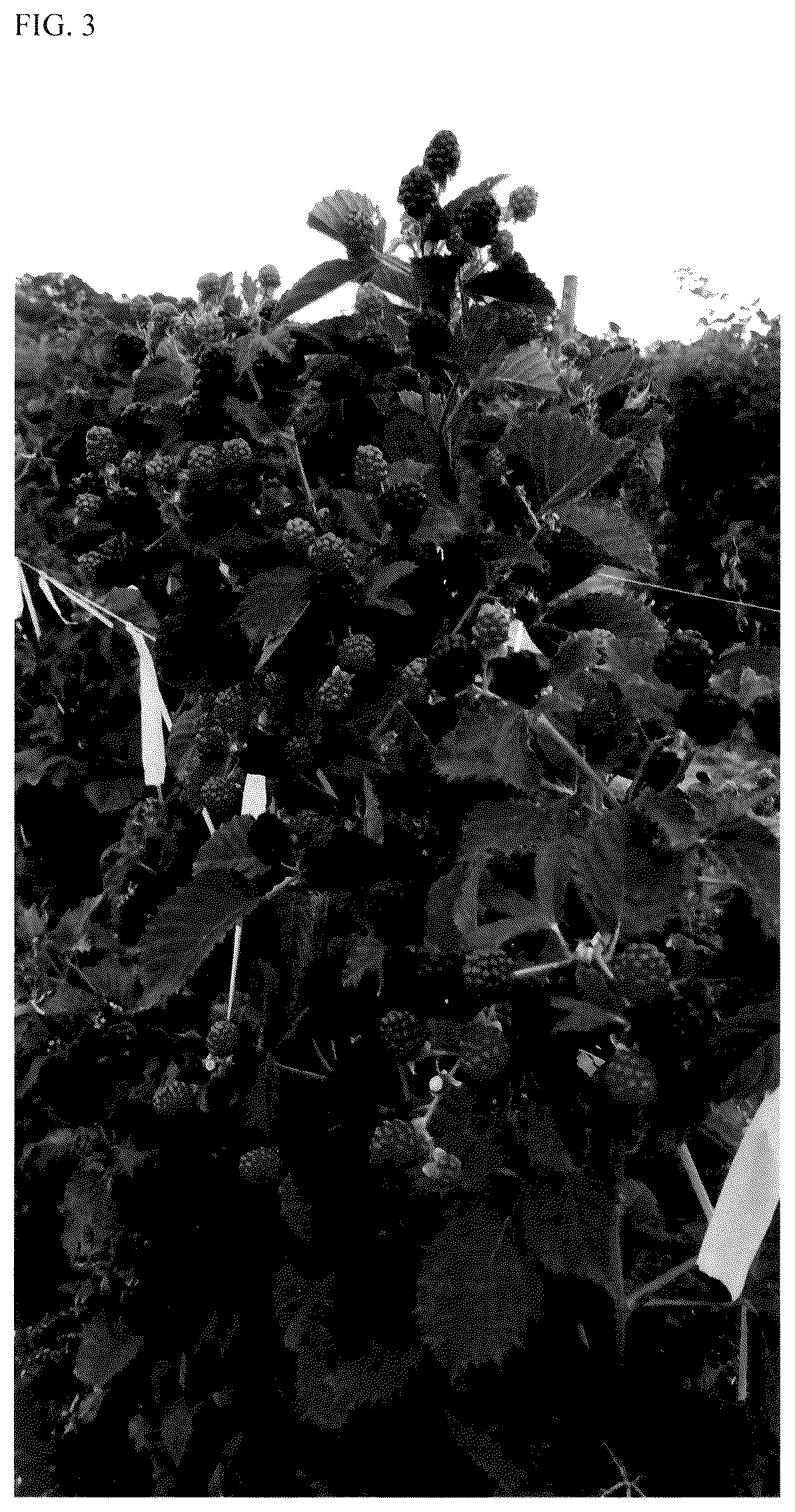 Patent USPP035552 Figure 3 – Blackberry plant named ‘APF-409T’