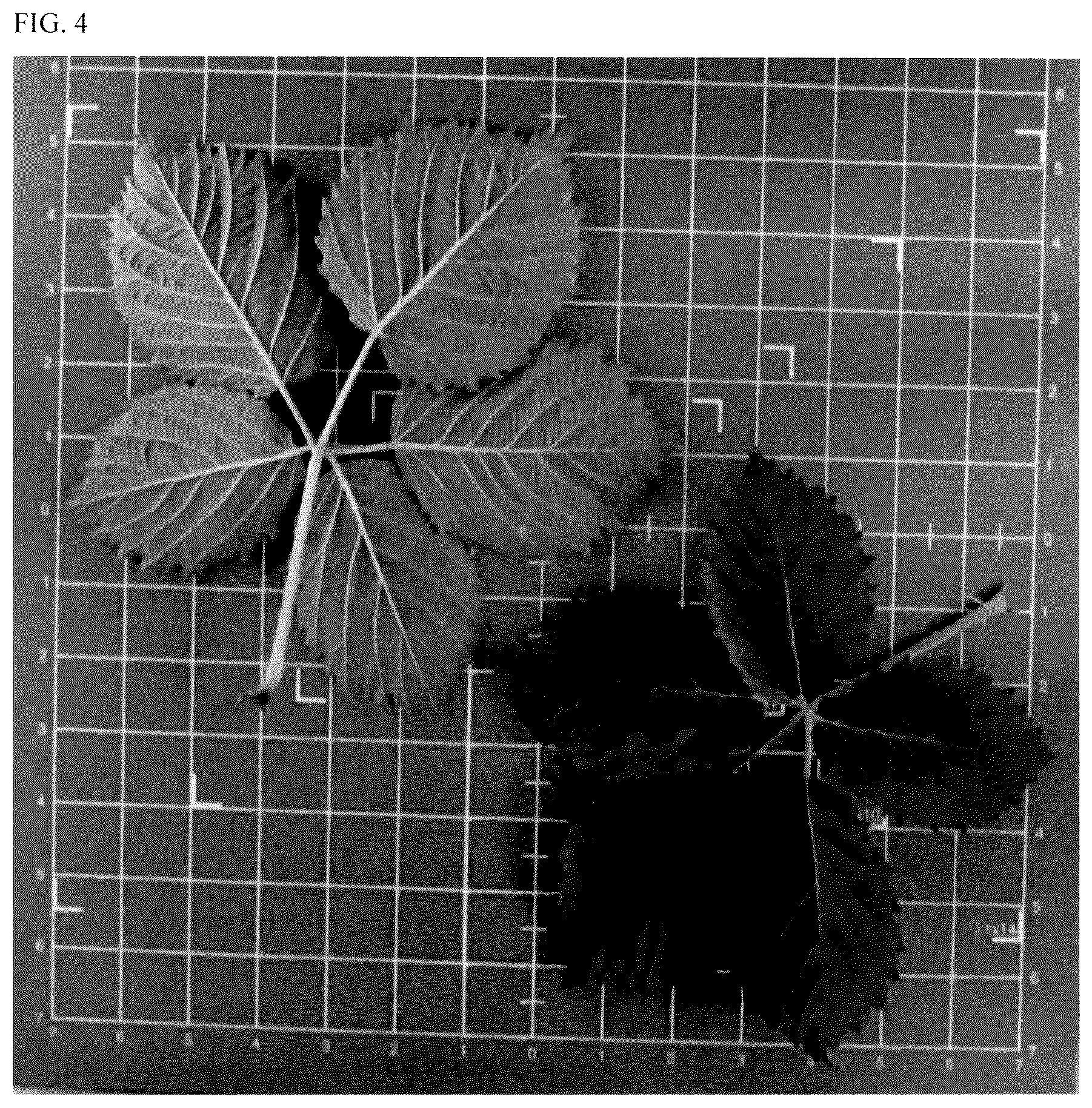 Patent USPP035552 Figure 4 – Blackberry plant named ‘APF-409T’