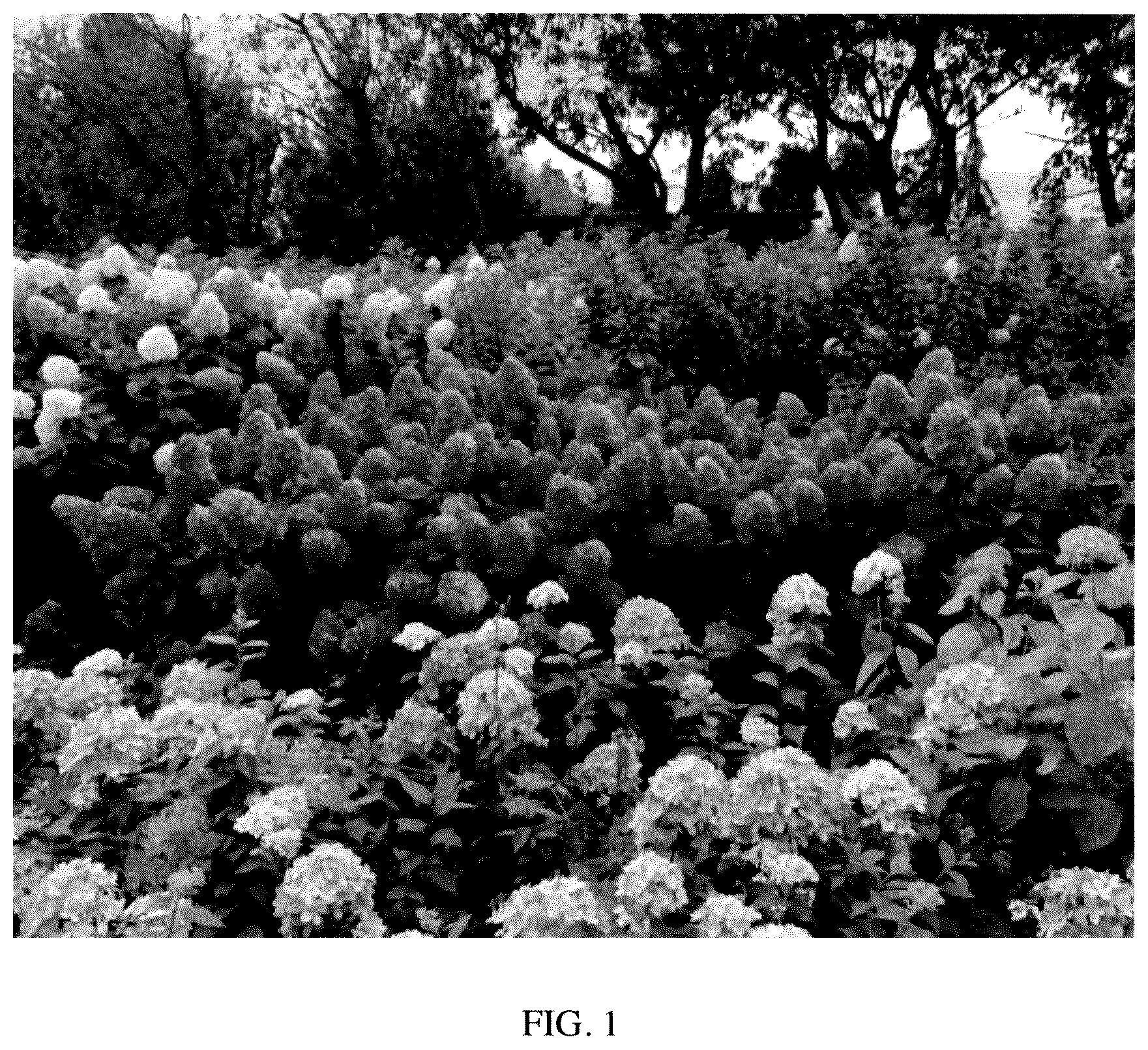 Patent USPP035553 Figure 1 – Hydrangea plant named ‘GRHP12’