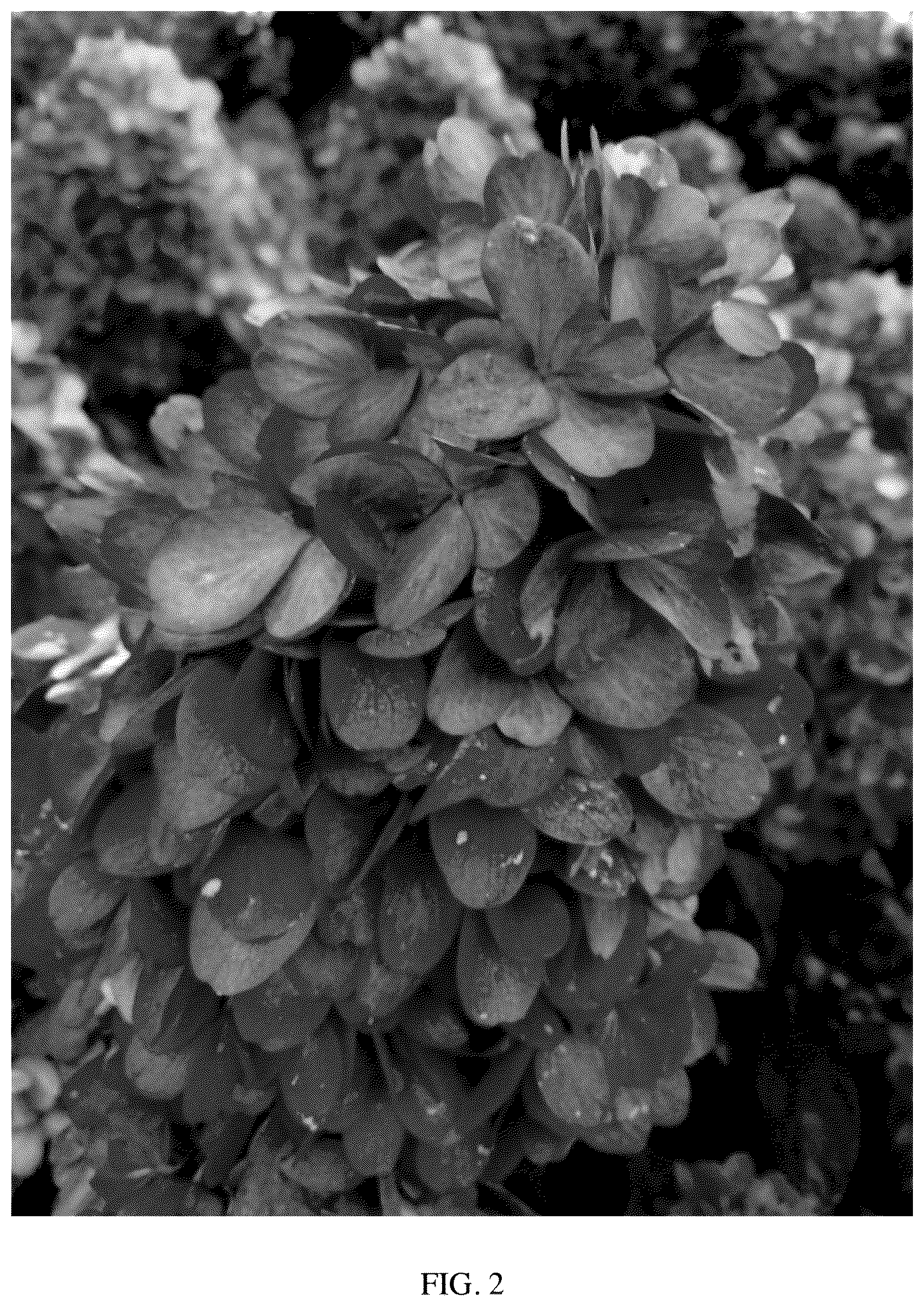 Patent USPP035553 Figure 2 – Hydrangea plant named ‘GRHP12’