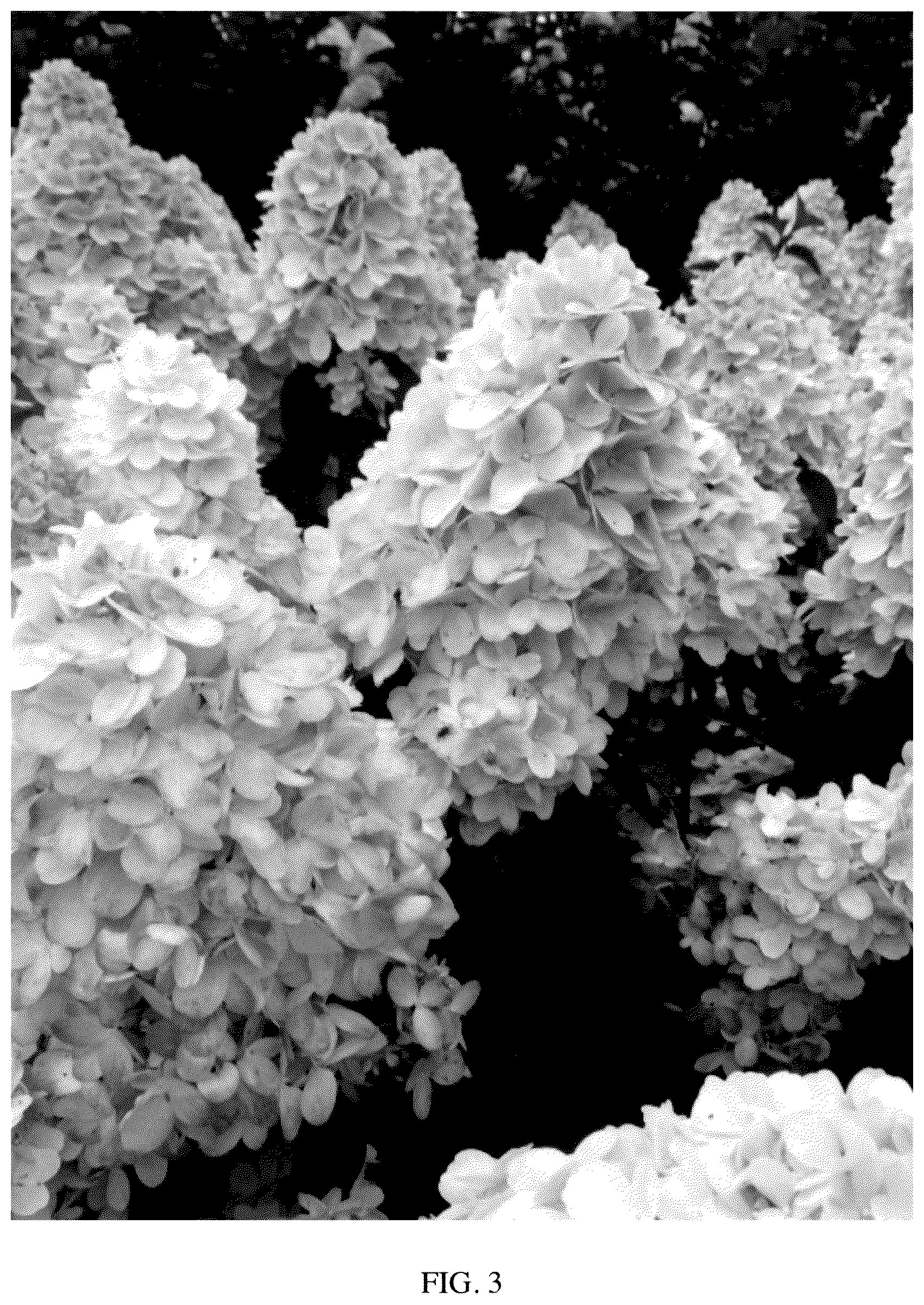 Patent USPP035553 Figure 3 – Hydrangea plant named ‘GRHP12’