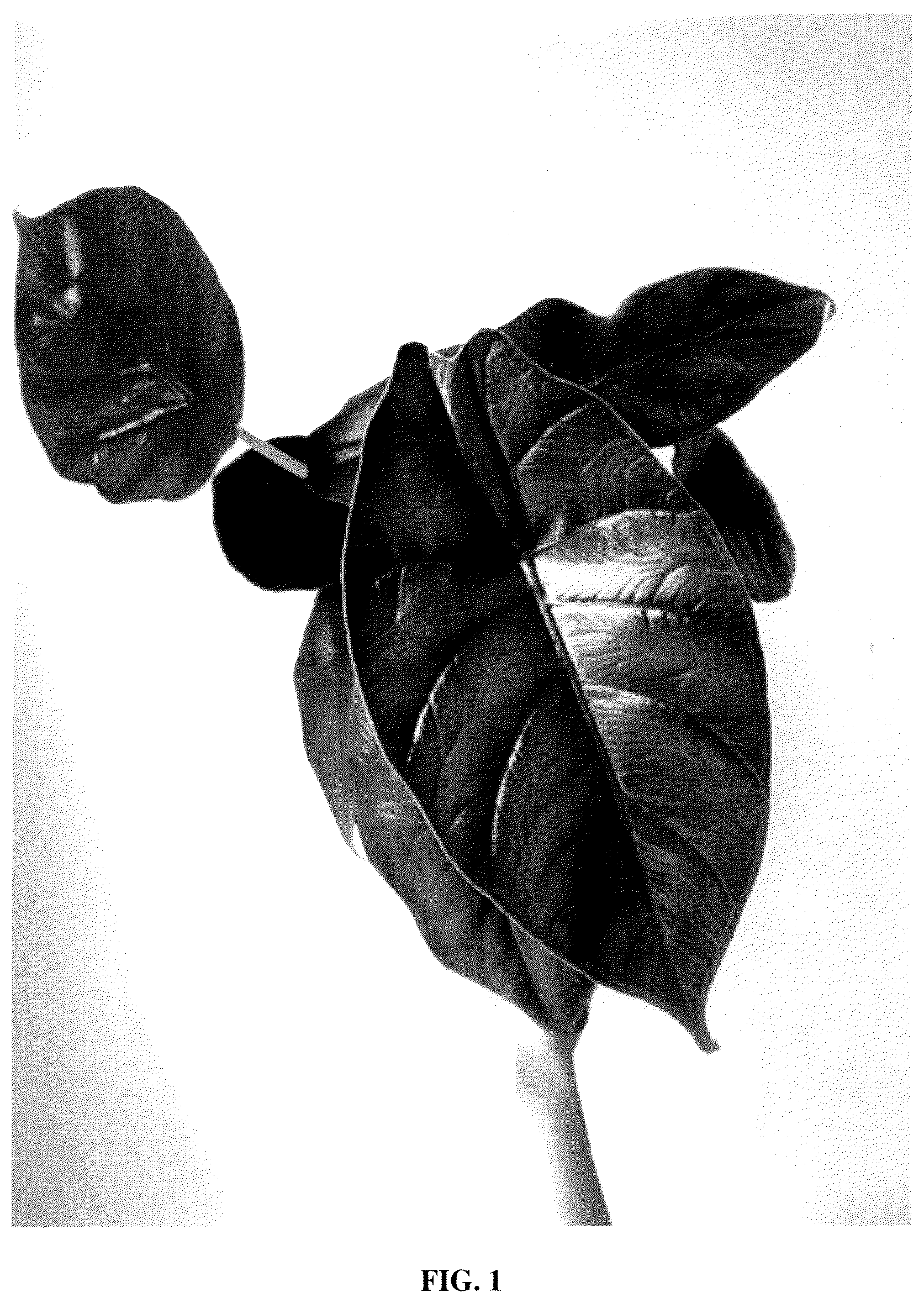 Patent USPP035554 Figure 1 – Alocasia plant named ‘Green Unicorn’