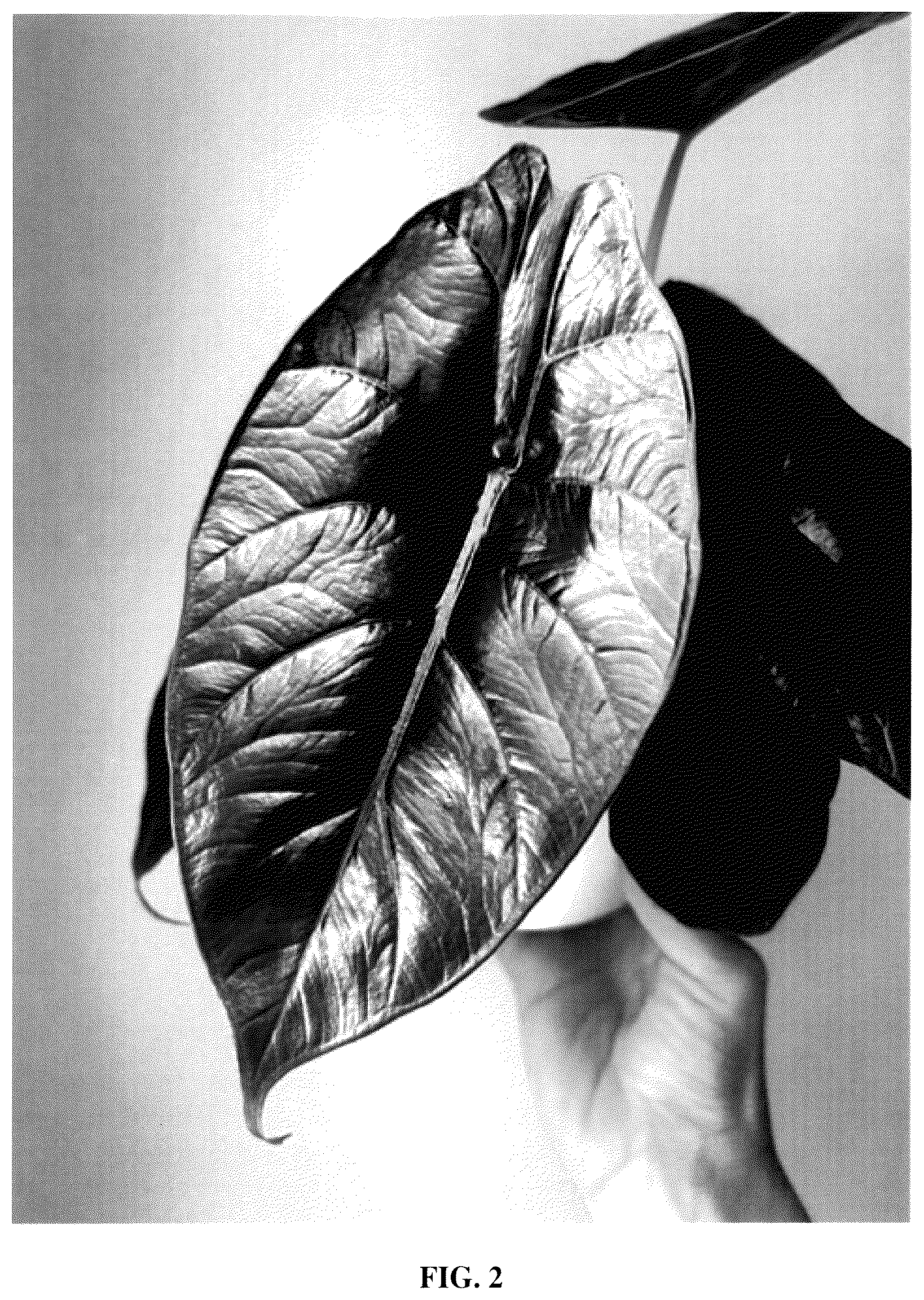 Patent USPP035554 Figure 2 – Alocasia plant named ‘Green Unicorn’