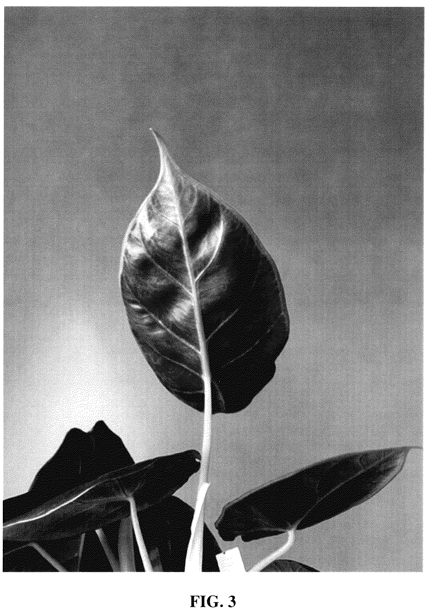 Patent USPP035554 Figure 3 – Alocasia plant named ‘Green Unicorn’