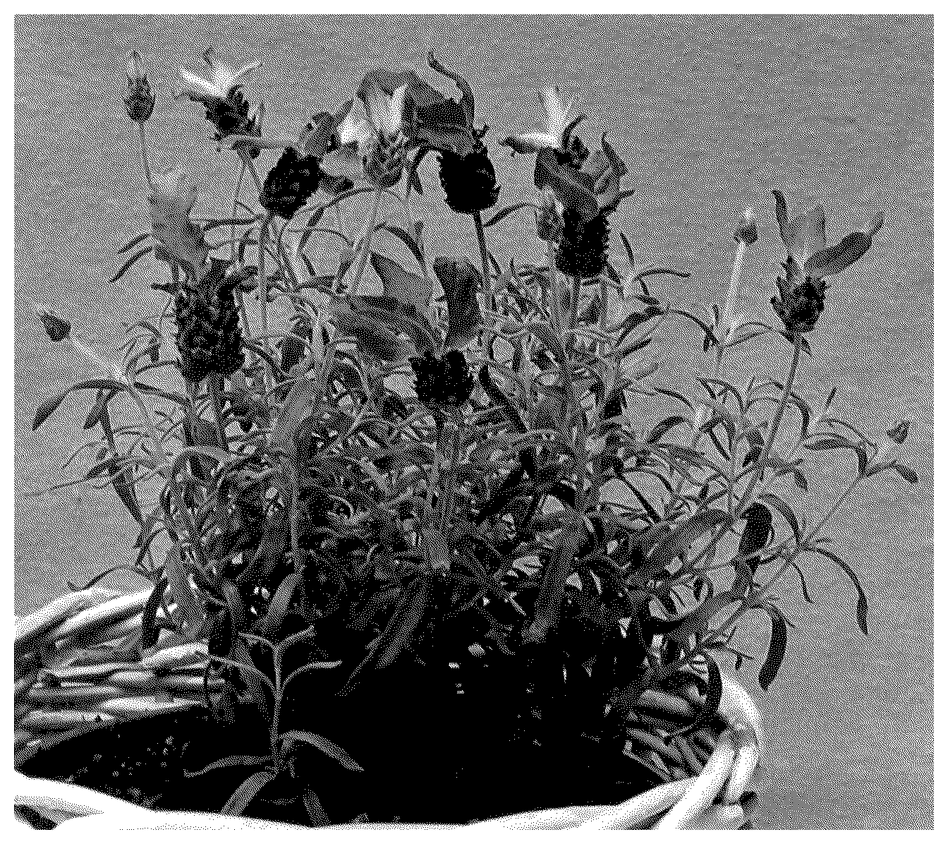 Patent USPP035555 Figure 1 – Lavandula plant named ‘IB61016’