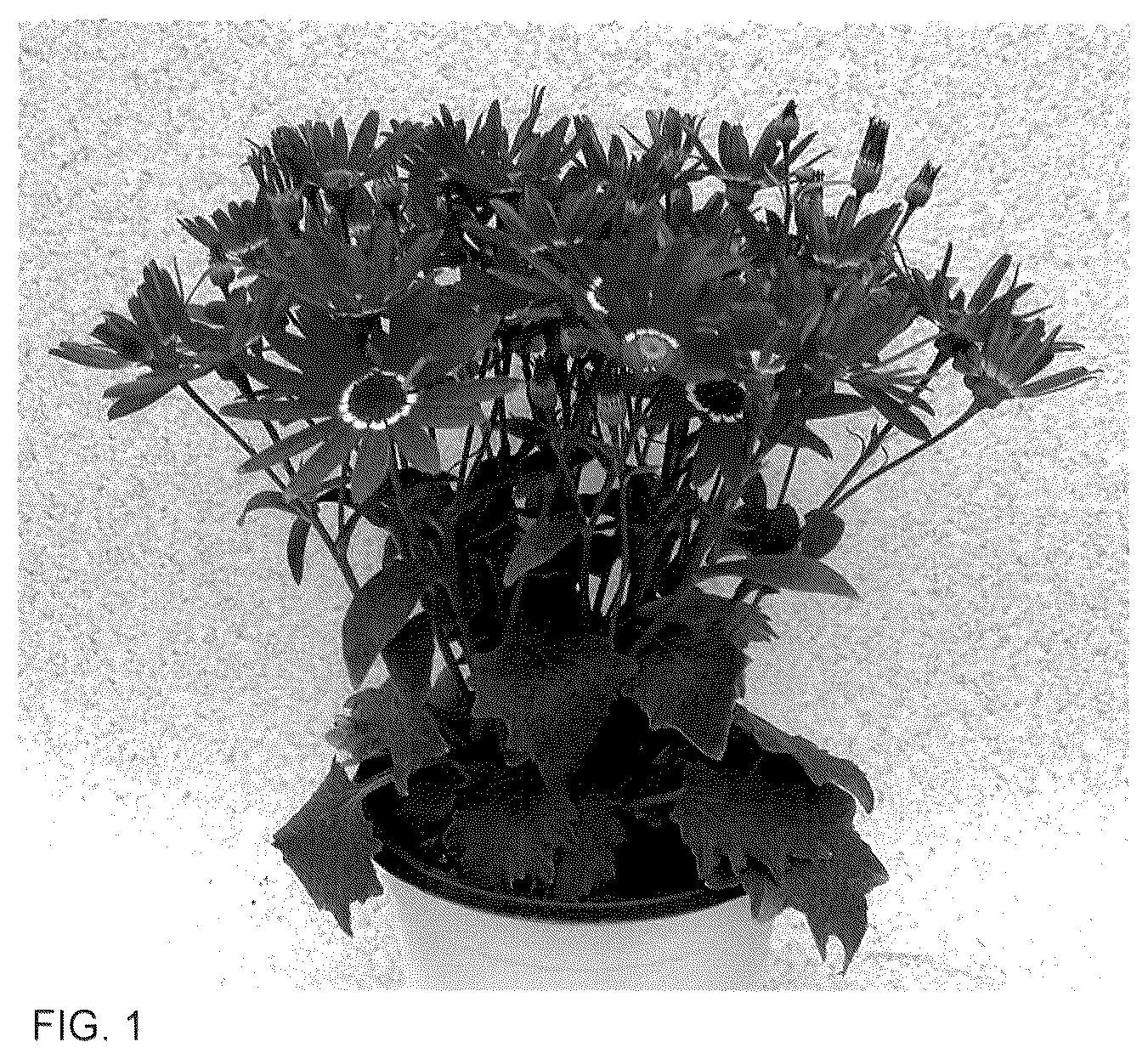 Patent USPP035556 Figure 1 – Senecio plant named ‘Sene Nina 55’