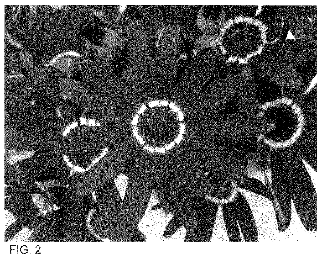 Patent USPP035556 Figure 2 – Senecio plant named ‘Sene Nina 55’