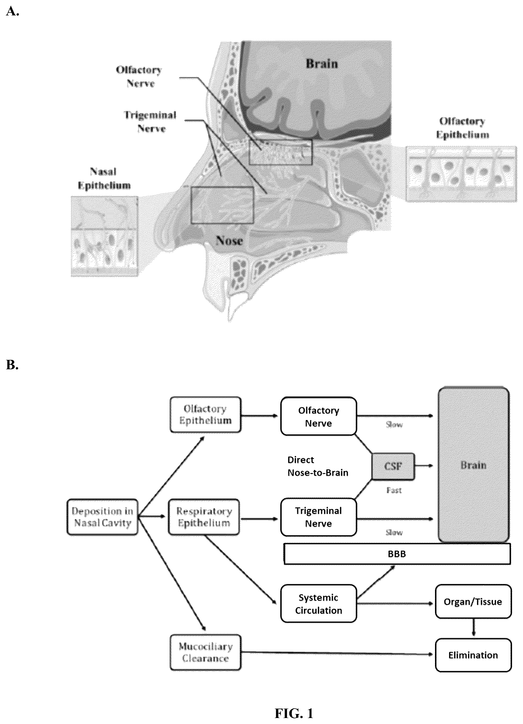 Patent US12090130 Figure 1 – Methods of treating brain disorders