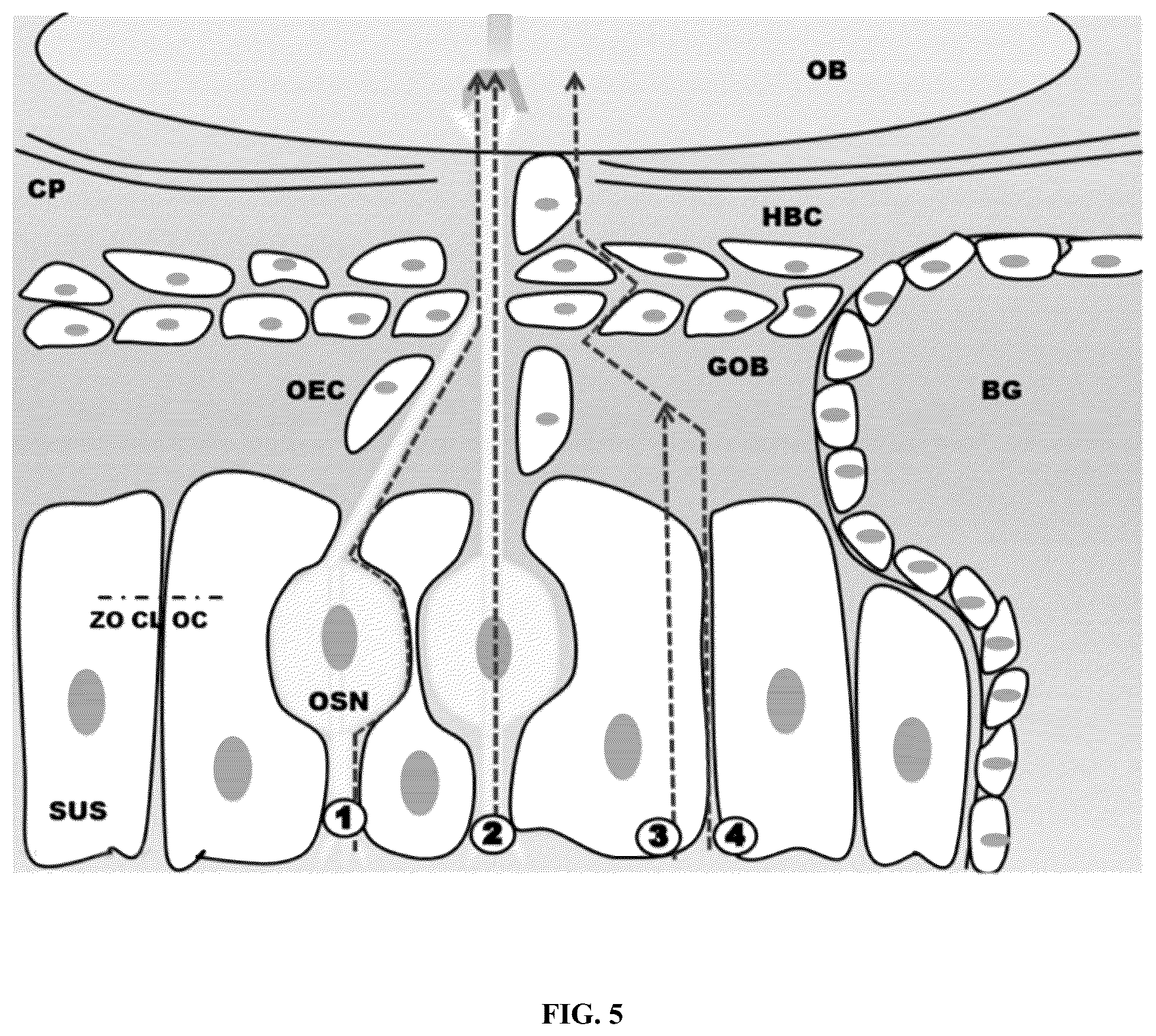 Patent US12090130 Figure 5 – Methods of treating brain disorders