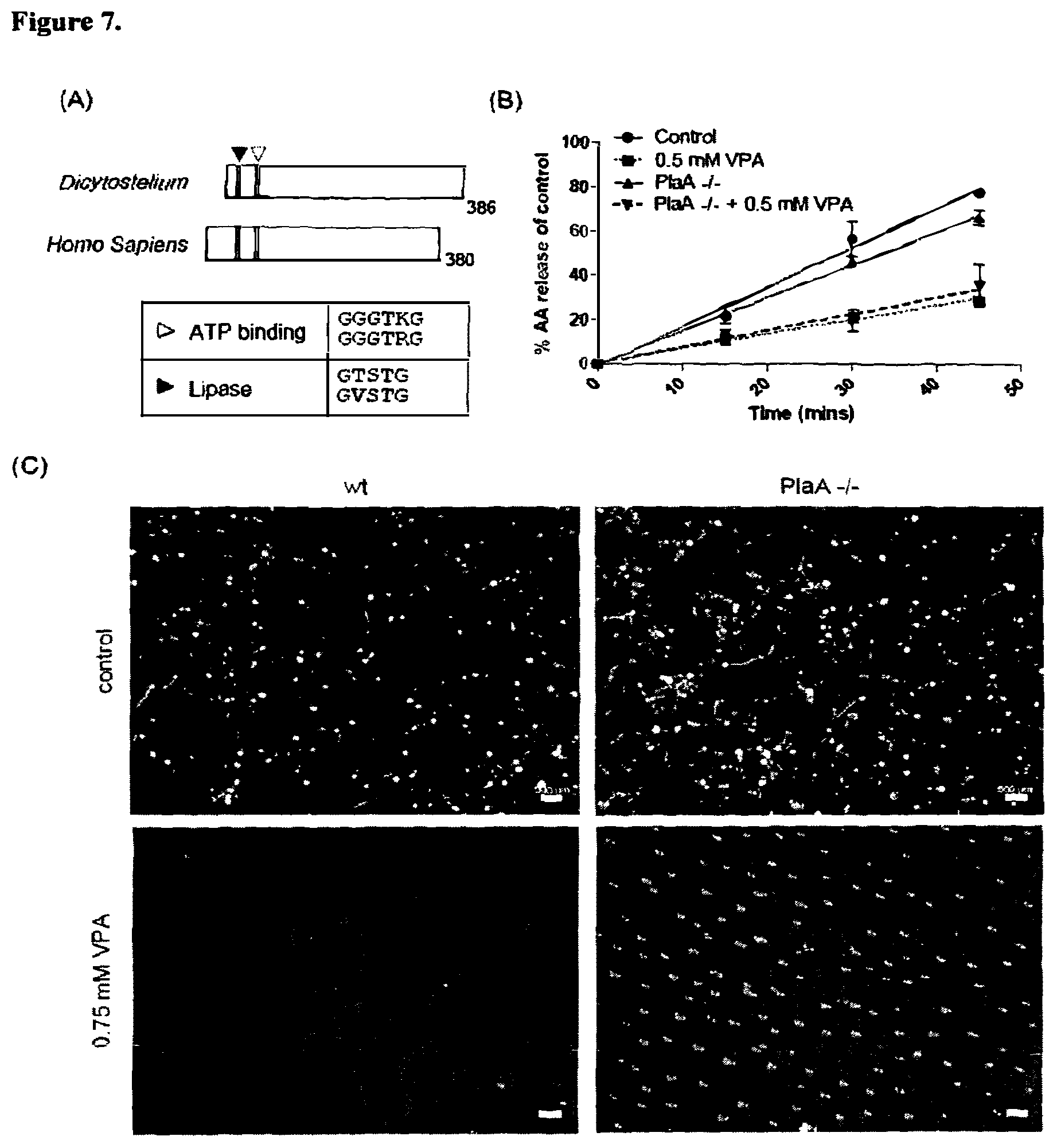 Patent US12090131 Figure 6 – Therapeutic use of compounds