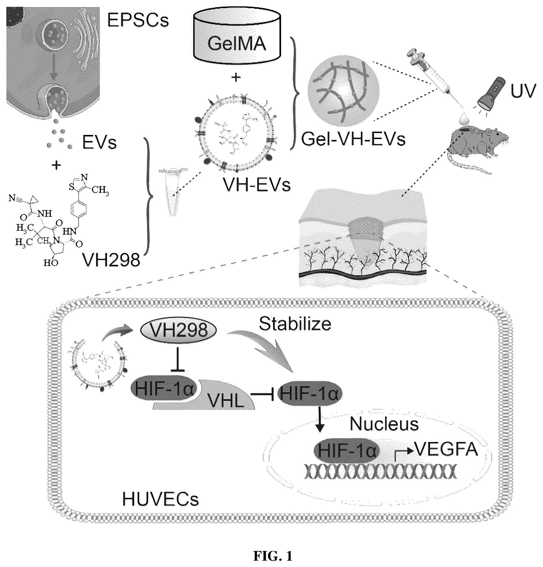 Patent US12090144 Figure 1 – Photocurable hydrogel loaded with VH298-modified exosome and method of preparation and use thereof