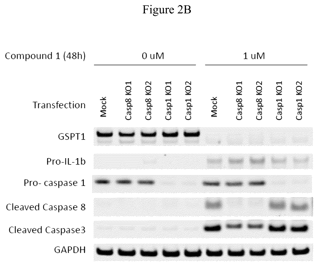 Patent US12090147 Figure 4 – Combination therapy with 2-(4-chlorophenyl)-N-((2-(2,6-dioxopiperidin-3-yl)-1-oxoisoindolin-5-yl)methyl)-2,2-difluoroacetamide