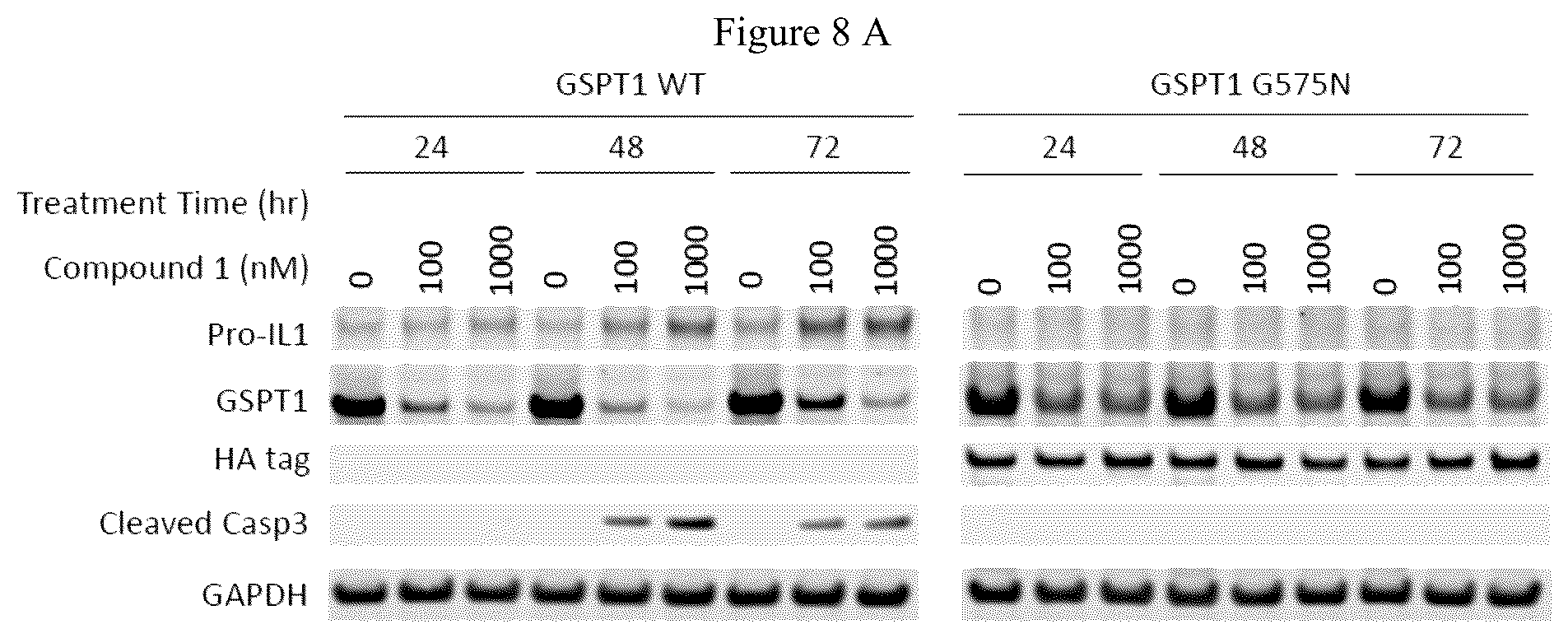 Patent US12090147 Figure 13 – Combination therapy with 2-(4-chlorophenyl)-N-((2-(2,6-dioxopiperidin-3-yl)-1-oxoisoindolin-5-yl)methyl)-2,2-difluoroacetamide