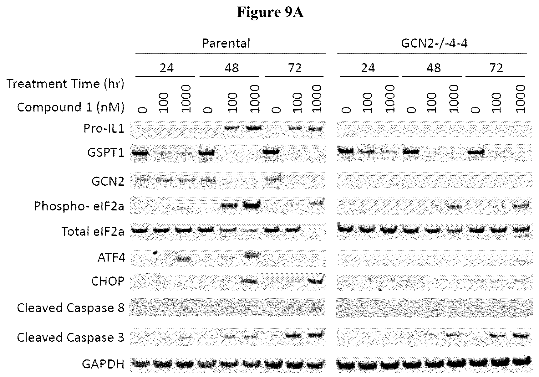 Patent US12090147 Figure 16 – Combination therapy with 2-(4-chlorophenyl)-N-((2-(2,6-dioxopiperidin-3-yl)-1-oxoisoindolin-5-yl)methyl)-2,2-difluoroacetamide