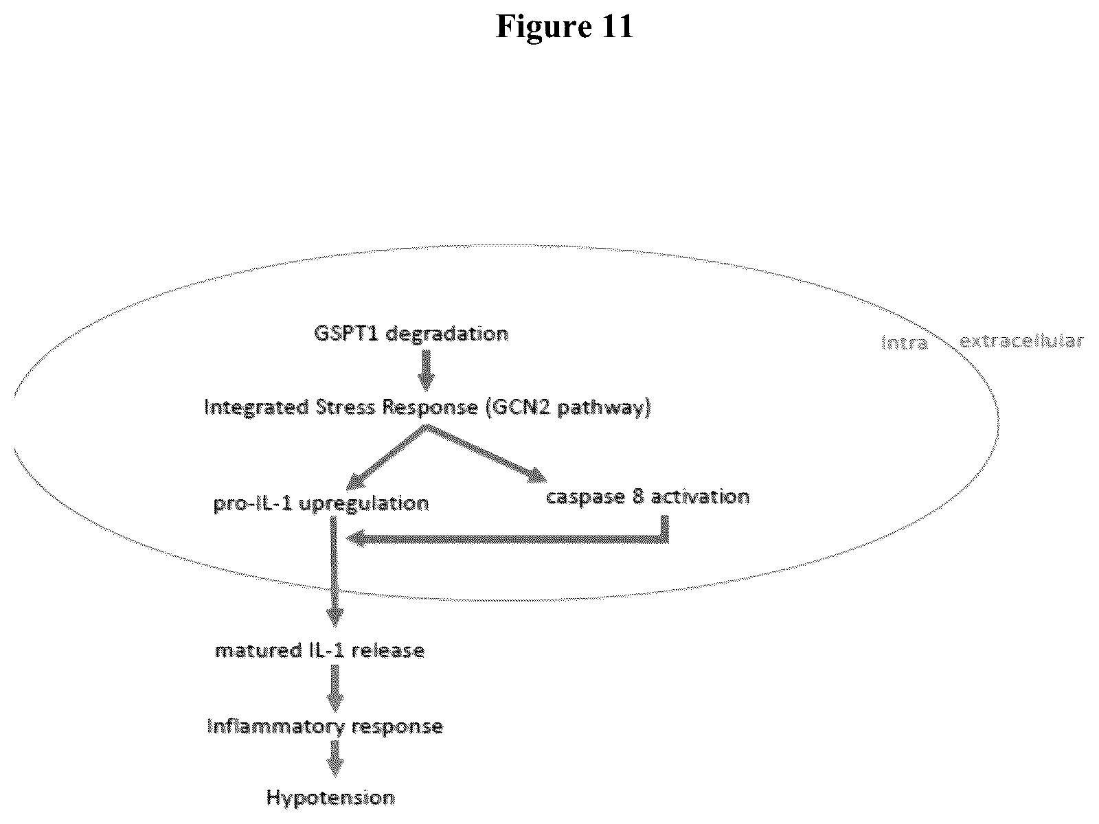 Patent US12090147 Figure 20 – Combination therapy with 2-(4-chlorophenyl)-N-((2-(2,6-dioxopiperidin-3-yl)-1-oxoisoindolin-5-yl)methyl)-2,2-difluoroacetamide