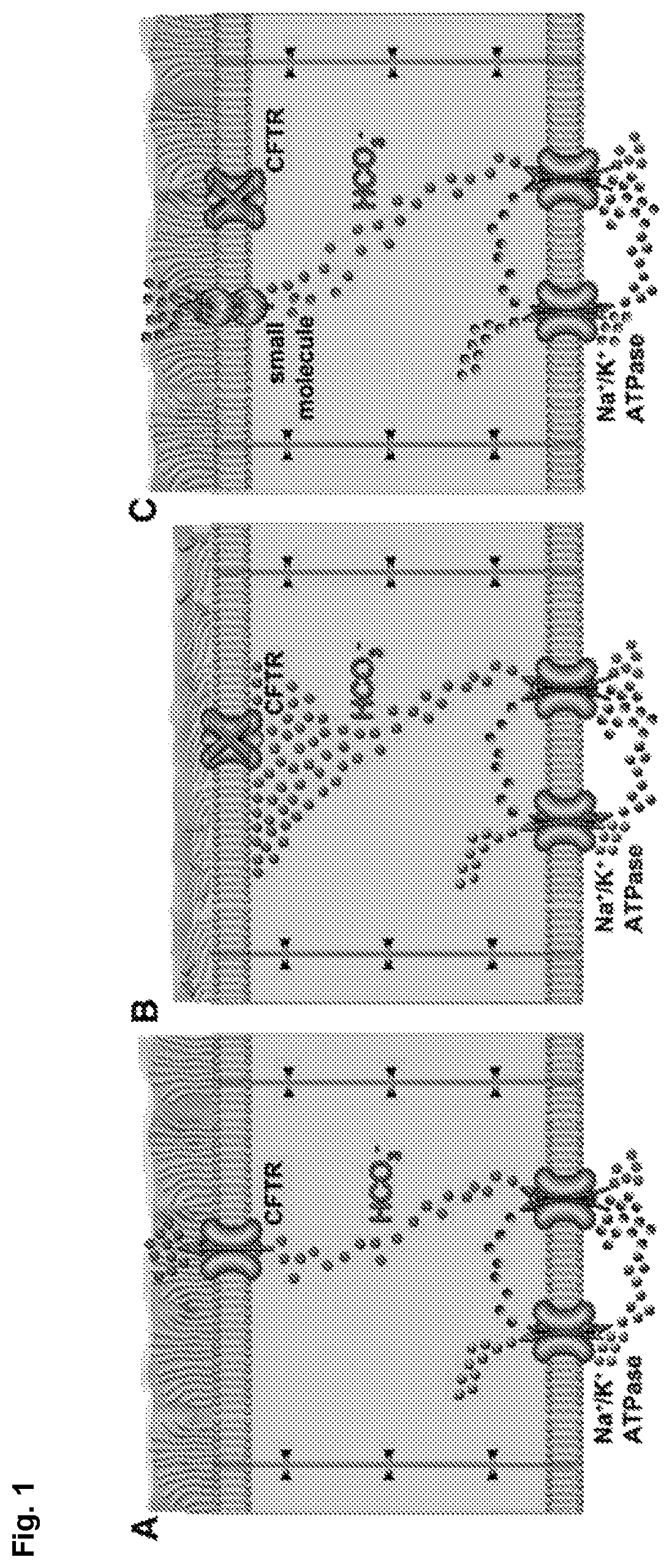 Patent US12090164 Figure 1 – Genotype-agnostic rescue of cystic fibrosis with small molecule bicarbonate channels