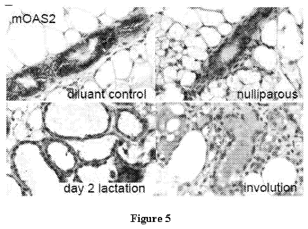 Patent US12090165 Figure 6 – Methods for reducing or shutting down lactation in non-human mammals and reagents therefor